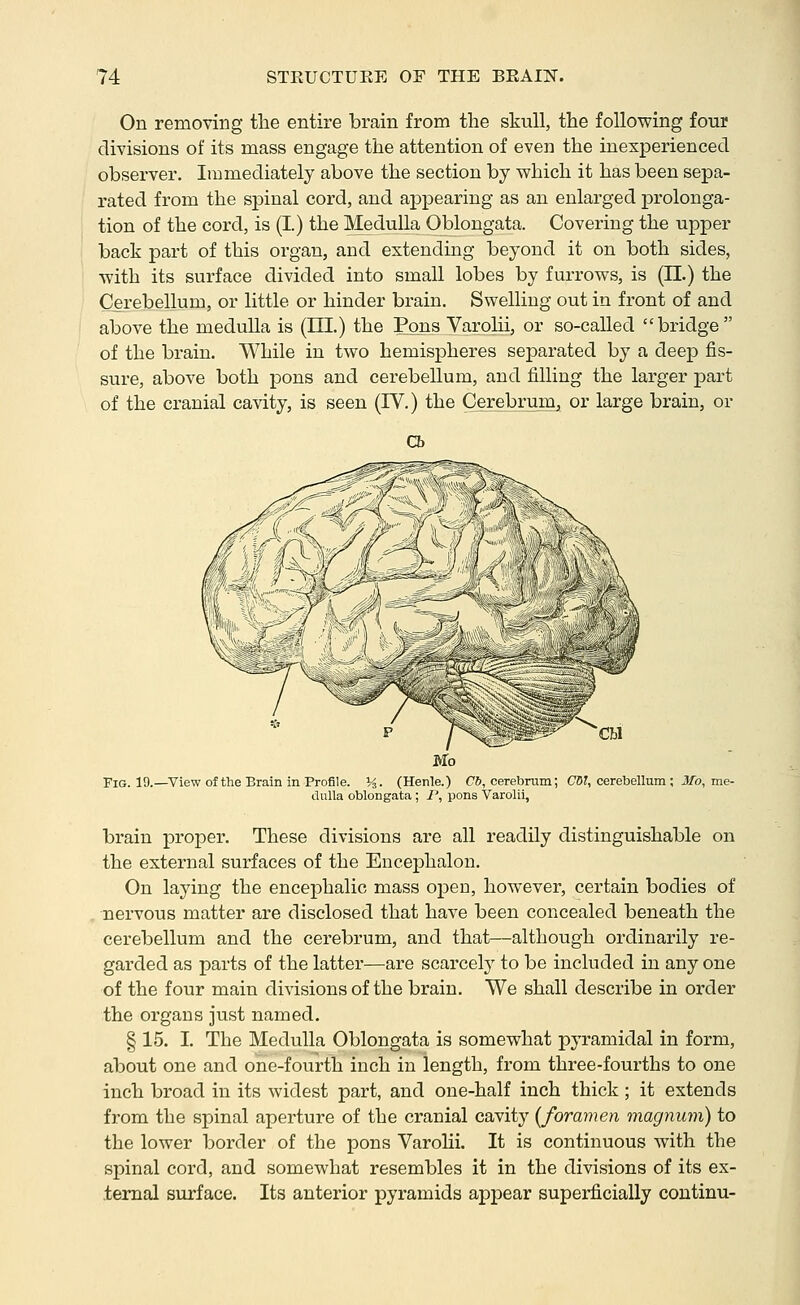 On removing the entire brain from the skull, the following four divisions of its mass engage the attention of even the inexperienced observer. Immediately above the section by which it has been sepa- rated from the spinal cord, and appearing as an enlai'ged prolonga- tion of the cord, is (I.) the Medulla Oblongata. Covering the upper back part of this organ, and extending beyond it on both sides, with its surface divided into small lobes by furrows, is (11.) the Cerebellum, or little or hinder brain. Swelling out in front of and above the medulla is (III.) the Pons Varohi, or so-called bridge of the brain. While in two hemisj)heres sej)arated by a deep fis- sure, above both pons and cerebellum, and filling the larger part of the cranial cavity, is seen (IV.) the Cerebrum, or large brain, or Fig. 19.—View of the Brain in Profile. K- (Henle.) C6, cerebrum; C5?, cerebellum ; Jib, me- dulla oblongata; P, pons Varolii, brain proper. These divisions are all readily distinguishable on the external surfaces of the Encephalon. On laying the encephalic mass open, however, certain bodies of nervous matter are disclosed that have been concealed beneath the cerebellum and the cerebrum, and that—although ordinarily re- garded as parts of the latter—are scarcety to be included in any one of the four main divisions of the brain. We shall describe in order the organs just named. § 15. I. The Medulla Oblongata is somewhat pyramidal in form, about one and one-fourth inch in length, from three-fourths to one inch broad in its widest part, and one-half inch thick; it extends from the spinal aperture of the cranial cavity [foramen magnum) to the lower border of the pons Varolii. It is continuous with the spinal cord, and somewhat resembles it in the divisions of its ex- ternal surface. Its anterior pyramids appear superficially continu-