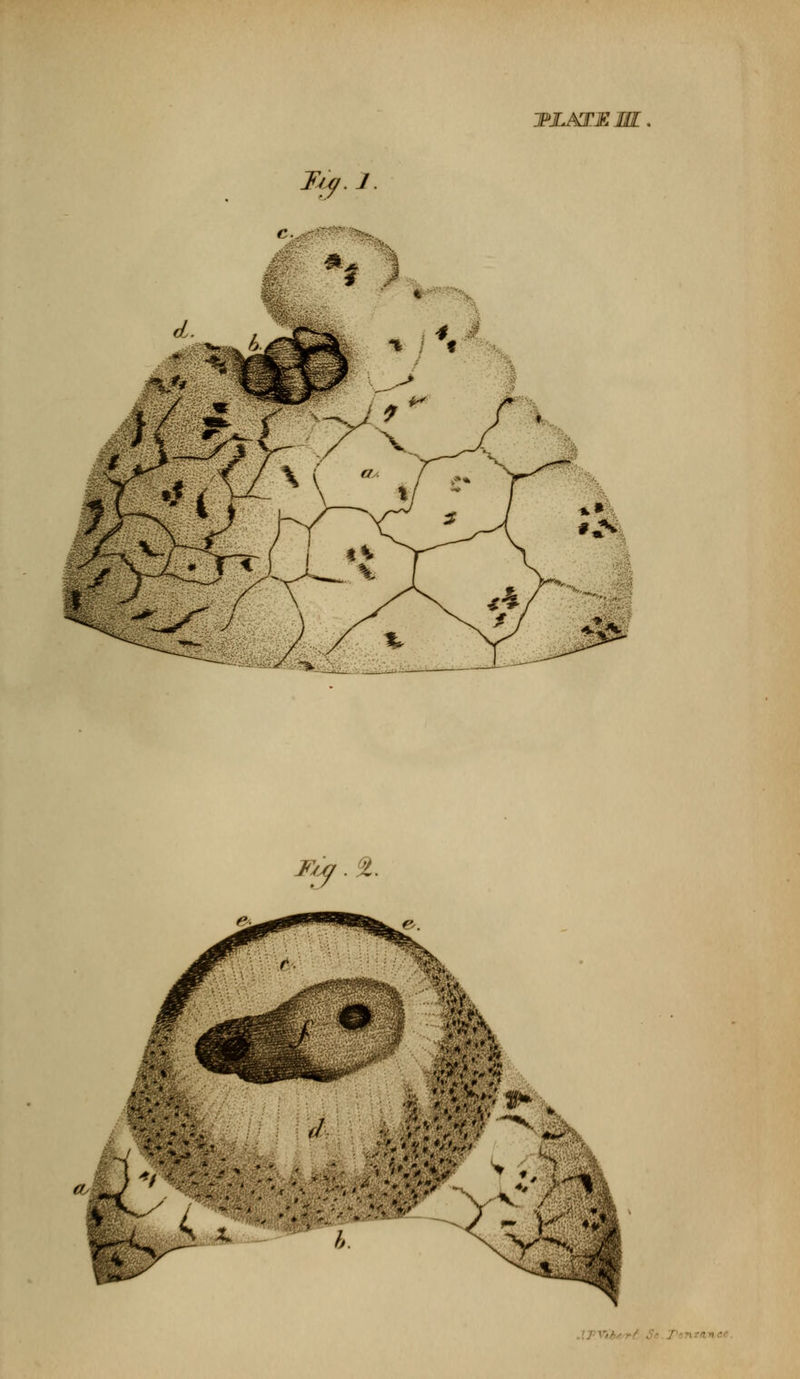 Tr9. J. MAXElff !>-<., #. F^ . 2. $&4 V'' *i * f ** f *( * • 4' :*■