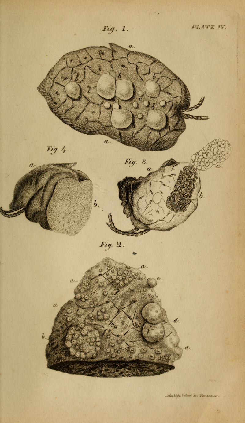 ty . 1 PLATE IV. ISy.% (V. (1. .