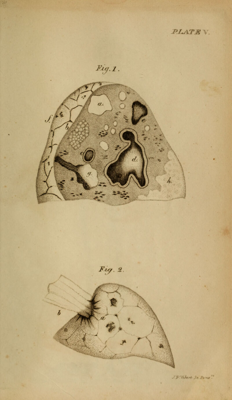 Fiy. i. Ml+ATM V ■ Fts/. 2 -'' ■ ■-■ ■