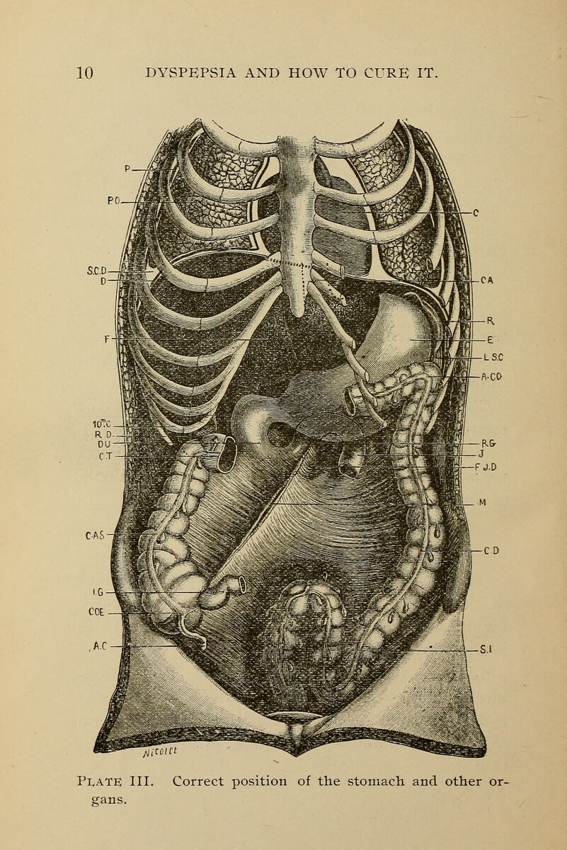 Plate III. Correct position of the stomach and other or- gans.