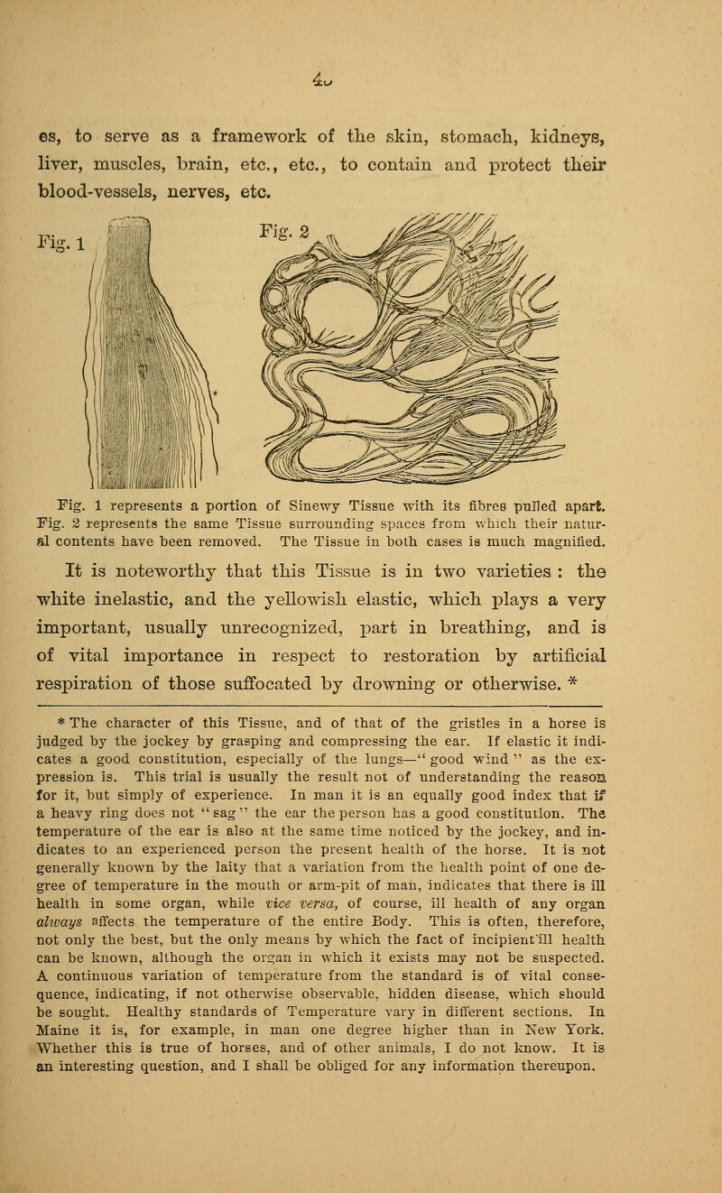 es, to serve as a framework of the skin, stomach, kidneys, liver, muscles, brain, etc., etc., to contain and protect their blood-vessels, nerves, etc. Fig.l t-' r- / Fig. 1 represents a portion of Sinewy Tissue with its fibres pnllecl apart. Fig. 2 represents the same Tissue surrounding spaces from which their natur- al contents have been removed. The Tissue in both cases is much magnified. It is noteworthy that this Tissue is in two varieties : the white inelastic, and the yellowish elastic, which plays a very important, usually unrecognized, part in breathing, and is of vital importance in respect to restoration by artificial respiration of those suffocated by drowning or otherwise. * * The character of this Tissue, and of that of the gristles in a horse is jxidged by the jockey by grasping and compressing the ear. If elastic it indi- cates a good constitution, especially of the luugs— good wind  as the ex- pression is. This trial is usually the result not of understanding the reasoB for it, but simply of experience. In man it is an equally good index that if a heavy ring does not sag the ear the person has a good constitution. The temperature of the ear is also at the same time noticed by the jockey, and in- dicates to an experienced person the present health of the horse. It is not generally known by the laity that a variation from the health point of one de- gree of temperature in the mouth or arm-pit of man, indicates that there is ill health in some organ, while vice versa, of course, ill health of any organ ahvays aflects the temperature of the entire Body. This is often, therefore, not only the best, but the only means by which the fact of incipienfill health can be known, although the orcjan in which it exists may not be suspected. A continuous variation of temperature from the standard is of vital conse- quence, indicating, if not otherwise observable, hidden disease, which should be sought. Healthy standards of Temperature vary in difierent sections. In Maine it is, for example, in man one degree higher than in New Tork. Whether this is true of horses, and of other animals, I do not know. It is an interesting question, and I shall be obliged for any information thereupon.