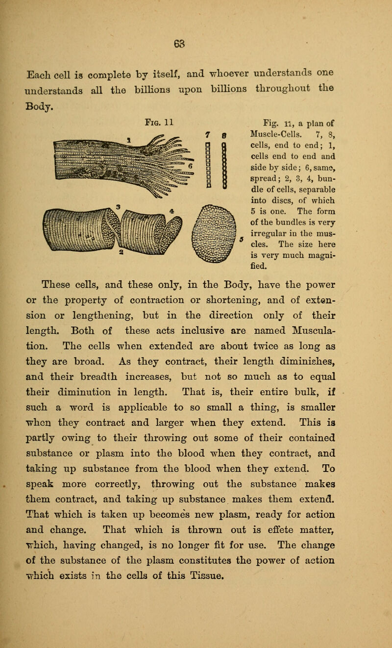 Each cell is complete by itself, and wlioever understands one understands all the bilhons upon billions throughout the Body. Fig. 11 Fig. n, a plan of 7 8 Muscle-Cells. 7, 8, cells, end to end; 1, cells end to end and side by side; 6, samo, spread; 2, 3, 4, bun- dle of cells, separable into discs, of which 5 is one. The form of the bundles is very irregular in the mus- cles. The size here is very much magni- fied. These cells, and these only, in the Body, have the power or the property of contraction or shortening, and of exten- sion or lengthening, but in the direction only of their length. Both of these acts inclusive are named Muscula- tion. The cells when extended are about twice as long as they are broad. As they contract, their length diminishes, and their breadth increases, but not so much as to equal their diminution in length. That is, their entire bulk, if such a word is applicable to so small a thing, is smaller when they contract and larger when they extend. This is partly owing to their throwing out some of their contained substance or plasm into the blood when they contract, and taking up substance from the blood when they extend. To speak more correctly, throwing out the substance makes them contract, and taking up substance makes them extend. That which is taken up becomes new plasm, ready for action and change. That which is thrown out is effete matter, Trhich, having changed, is no longer fit for use. The change of the substance of the plasm constitutes the power of action Trhich exists in the cells of this Tissue.