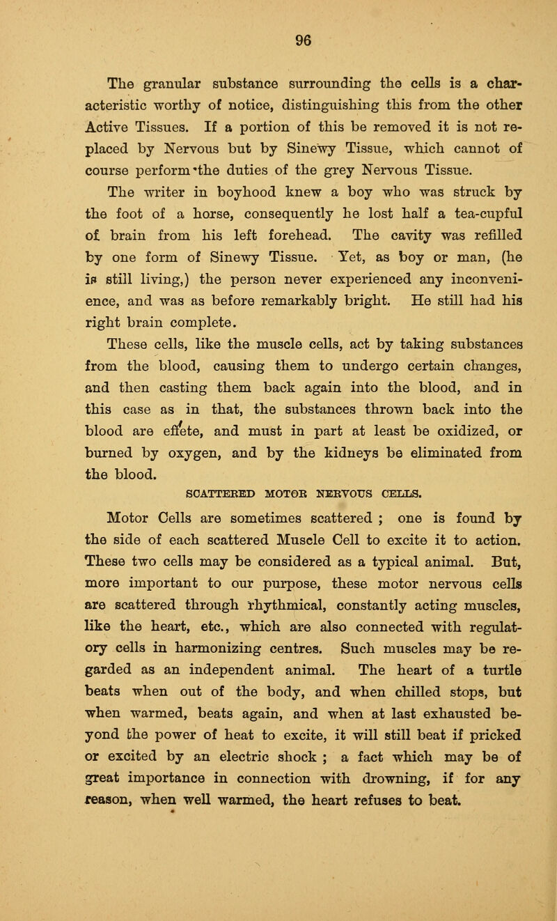 The granular substance surrounding the cells is a char- acteristic worthy of notice, distinguishing this from the other Active Tissues. If a portion of this be removed it is not re- placed by Nervous but by Sinewy Tissue, which cannot of course perform'the duties of the grey Nervous Tissue. The writer in boyhood knew a boy who was struck by the foot of a hoTse, consequently he lost half a tea-cupful of brain from his left forehead. The cavity was refilled by one form of Sinewy Tissue. Yet, as boy or man, (he in still living,) the person never experienced any inconveni- ence, and was as before remarkably bright. He still had his right brain complete. These cells, like the muscle cells, act by taking substances from the blood, causing them to undergo certain changes, and then casting them back again into the blood, and in this case as in that, the substances thrown back into the blood are effete, and must in part at least be oxidized, or burned by oxygen, and by the kidneys be eliminated from the blood. SOATTEEBD MOTOR NERVOUS CEMjS. Motor Cells are sometimes scattered ; one is found by the side of each scattered Muscle Cell to excite it to action. These two cells may be considered as a typical animal. But, more important to our purpose, these motor nervous cells are scattered through rhythmical, constantly acting muscles, like the heart, etc., which are also connected with regulat- ory cells in harmonizing centres. Such muscles may be re- garded as an independent animal. The heart of a turtle beats when out of the body, and when chilled stops, but when warmed, beats again, and when at last exhausted be- yond the power of heat to excite, it will still beat if pricked or excited by an electric shock ; a fact which may be of great importance in connection with drowning, if for any reason, when well warmed, the heart refuses to beat.