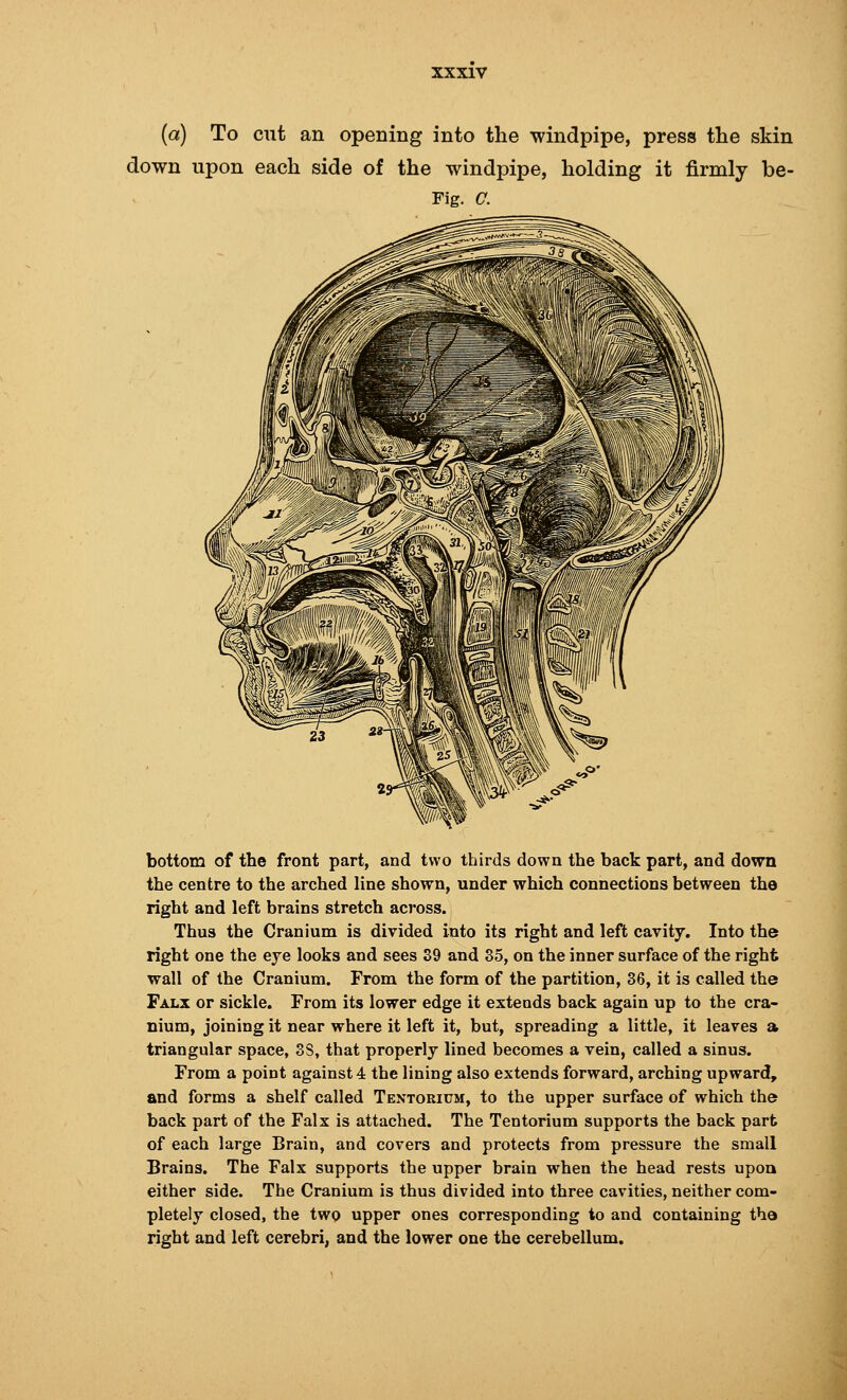 (a) To cut an opening into the windpipe, press the skin down upon each side of the windpipe, holding it firmly be- Fig. C. bottom of the front part, and two thirds down the back part, and down the centre to the arched line shown, under which connections between the right and left brains stretch aci'oss. Thus the Cranium is divided into its right and left cavity. Into the right one the eje looks and sees 39 and 35, on the inner surface of the right wall of the Cranium. From the form of the partition, 36, it is called the Falx or sickle. From its lower edge it extends back again up to the cra- nium, joining it near where it left it, but, spreading a little, it leaves a triangular space, 3S, that properly lined becomes a vein, called a sinus. From a point against 4 the lining also extends forward, arching upward, and forms a shelf called Tentorium, to the upper surface of which the back part of the Falx is attached. The Tentorium supports the back part of each large Brain, and covers and protects from pressure the small Brains. The Falx supports the upper brain when the head rests upon either side. The Cranium is thus divided into three cavities, neither com- pletely closed, the two upper ones corresponding to and containing the right and left cerebri, and the lower one the cerebellum.