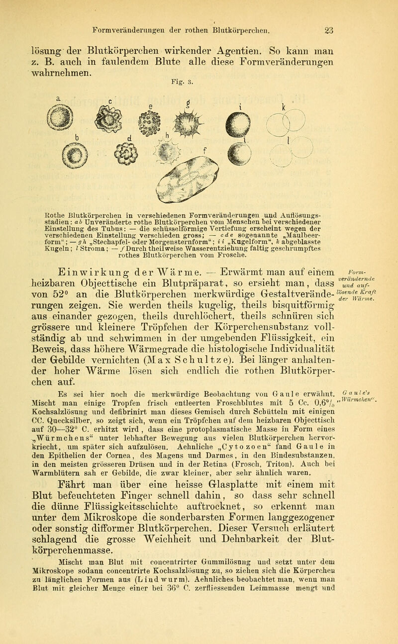 lösung der Blutkörperchen wirkender Agentien. So kann man z. B. auch in faulendem Blute alle diese Formveränderungen wahrnehmen. Fig. 3. Rothe Blutkörperchen in verschiedenen Formveränderungen und Auflösungs- stadien : ab Unveränderte rothe Blutkörperchen vom Menschen hei verschiedener Einstellung des Tubus: — die schüsseiförmige Vertiefung erscheint wegen der verschiedenen Einstellung verschieden gross; — cde sogenannte „Maulheer- form;— gh „Stechapfel-oder Morgensternform; H „Kugelform, Je abgehlas ste Kugeln; l Stroma; — /Durch theilweise Wasserentziehung faltig geschrumpftes rothes Blutkörperchen vom Frosche. Einwirkung derWärme. — Erwärmt man auf einem Form- heizbaren Objecttische ein Blutpräparat, so ersieht man, dass VZZ auf-e von 52° an die Blutkörperchen merkwürdige Gestaltverände- V6^%^{t rangen zeigen. Sie werden theils kugelig, theils bisquitförmig aus einander gezogen, theils durchlöchert, theils schnüren sich grössere und kleinere Tröpfchen der Körperchensubstanz voll- ständig ab und schwimmen in der umgebenden Flüssigkeit, ein Beweis, dass höhere Wärmegrade die histologische Individualität der Gebilde vernichten (Max Schultze). Bei länger anhalten- der hoher Wärme lösen sich endlich die rothen Blutkörper- chen auf. Es sei hier noch die merkwürdige Beobachtung von Gaule erwähnt. Gaule'* Mischt man einige Tropfen frisch entleerten Froschblutes mit 5 Cc. 0,6% •>Wurmchen- Kochsalzlösung und defibrinirt man dieses Gemisch durch Schütteln mit einigen CC. Quecksilber, so zeigt sich, wenn ein Tröpfchen auf dem heizbaren Objecttisch auf 30—32° C. erhitzt wird , dass eine protoplasmatische Masse in Form eines „Würmchens unter lebhafter Bewegung aus vielen Blutkörperchen hervor- kriecht, um später sich aufzulösen. Aehnliche „Cytozoen fand Gaule in den Epithelien der Cornea, des Magens und Darmes, in den Bindesubstanzen, in den meisten grösseren Drüsen und in der Retina (Frosch, Triton). Auch bei Warmblütern sah er Gebilde, die zwar kleiner, aber sehr ähnlich waren. Fährt man über eine heisse Glasplatte mit einem mit Blut befeuchteten Finger schnell dahin, so dass sehr schnell die dünne Flüssigkeitsschichte auftrocknet, so erkennt man unter dem Mikroskope die sonderbarsten Formen langgezogener oder sonstig difformer Blutkörperchen. Dieser Versuch erläutert schlagend die grosse Weichheit und Dehnbarkeit der Blut- körperchenmasse. Mischt man Blut mit coucentrirter Gummilösung und setzt unter dem Mikroskope sodann concentrirte Kochsalzlösung zu, so ziehen sich die Körperchen zu länglichen Formen aus (Lindwurm). Aehnliches beobachtet man, wenn man Blut mit gleicher Menge einer bei 36° C. zerfliessenden Leimmasse mengt und