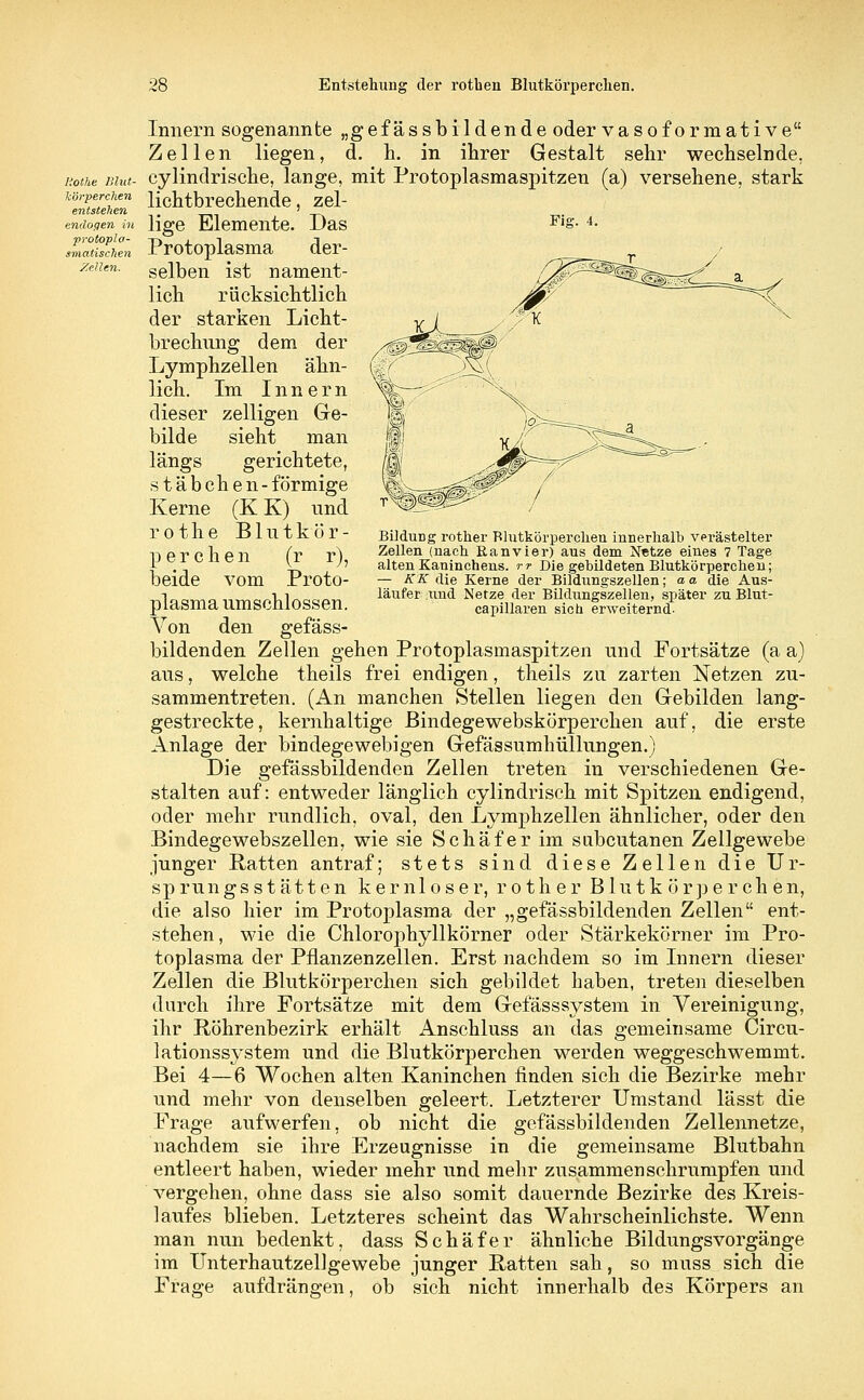 liothe Blut- körperchen entstehen endogen in protopla- smatischen Zellen. Fig. 4. BilduDg rother Blutkörperchen innerhalb verästelter Zellen (nach Ran vier) aus dem Netze eines 7 Tage alten Kaninchens, rr Die gebildeten Blutkörperchen; — KK die Kerne der Bildungszellen; a a die Aus- läufer und Netze der Bildungszellen, später zu Blut- capillaren sich erweiternd- Innern sogenannte „gefässbildende oder vasoformative Zellen liegen, d. h. in ihrer Gestalt sehr wechselnde, cylindrische, lange, mit Protoplasmaspitzen (a) versehene, stark liehtbrechende, zel- lige Elemente. Das Protoplasma der- selben ist nament- lich rücksichtlich der starken Licht- brechung dem der Lymphzellen ähn- lich. Im Innern dieser zelligen Ge- bilde sieht man längs gerichtete, stäbchen- förmige Kerne (K K) und rothe Blutkör- perchen (r r), beide vom Proto- plasma umschlossen. Von den gefäss- bildenden Zellen gehen Protoplasmaspitzen und Fortsätze (a a) aus, welche theils frei endigen, theils zu zarten Netzen zu- sammentreten. (An manchen Stellen liegen den Gebilden lang- gestreckte, kernhaltige ßindegewebskörperchen auf, die erste Anlage der bindegewebigen Gefässumhüllungen.) Die gefässbildenden Zellen treten in verschiedenen Ge- stalten auf: entweder länglich cylindrisch mit Spitzen endigend, oder mehr rundlich, oval, den Lymphzellen ähnlicher, oder den Bindegewebszellen, wie sie Schäfer im subcutanen Zellgewebe junger Ratten antraf; stets sind diese Zellen die Ur- sprungsstätten kernloser, rother Blutkörperchen, die also hier im Protoplasma der „gefässbildenden Zellen ent- stehen, wie die Chlorophyllkörner oder Stärkekörner im Pro- toplasma der Pflanzenzellen. Erst nachdem so im Innern dieser Zellen die Blutkörperchen sich gebildet haben, treten dieselben durch ihre Fortsätze mit dem Gefässsystem in Vereinigung, ihr Röhrenbezirk erhält Anschluss an das gemeinsame Circu- lationssystem und die Blutkörperchen werden weggeschwemmt. Bei 4—6 Wochen alten Kaninchen finden sich die Bezirke mehr und mehr von denselben geleert. Letzterer Umstand lässt die Frage aufwerfen, ob nicht die gefässbildenden Zellennetze, nachdem sie ihre Erzeugnisse in die gemeinsame Blutbahn entleert haben, wieder mehr und mehr zusammenschrumpfen und vergehen, ohne dass sie also somit dauernde Bezirke des Kreis- laufes blieben. Letzteres scheint das Wahrscheinlichste. Wenn man nun bedenkt, dass Schäfer ähnliche Bildungsvorgänge im Unterhautzellgewebe junger Ratten sah, so muss sich die Frage aufdrängen, ob sich nicht innerhalb des Körpers an