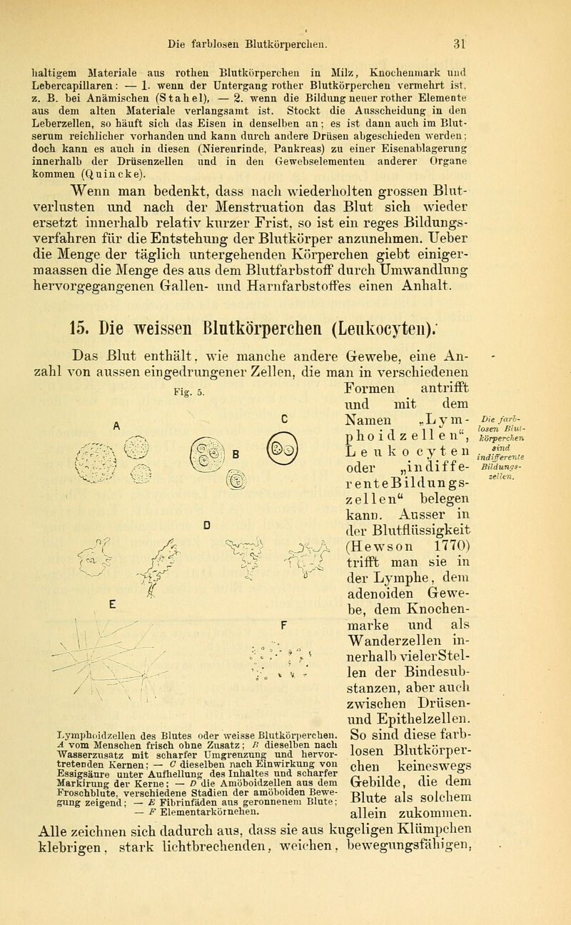 lialtigem Materiale aus rothen Blutkörperchen in Milz, Knochenmark und Lebercapillaren: — 1. wenn der Untergang rother Blutkörperchen vermehrt ist. z. B. bei Anämischen (Stahel), — 2. wenn die Bildung neuer rother Elemente aus dem alten Materiale verlangsamt ist. Stockt die Ausscheidung in den Leberzellen, so häuft sich das Eisen in denselben an; es ist dann auch im Blut- serum reichlicher vorhanden und kann durch andere Drüsen abgeschieden werden; doch kann es auch in diesen (Nierenrinde, Pankreas) zu einer Eisenablagerung innerhalb der Drüsenzellen und in den Gewebselementen anderer Organe kommen (Quincke). Wenn man bedenkt, dass nach wiederholten grossen Blut- verlusten und nach der Menstruation das Blut sich wieder ersetzt innerhalb relativ kurzer Frist, so ist ein reges Bildungs- verfahren für die Entstehung der Blutkörper anzunehmen. Ueber die Menge der täglich untergehenden Körperchen giebt einiger- maassen die Menge des aus dem Blutfarbstoff durch Umwandlung hervorgegangenen Gallen- und Harnfarbstoffes einen Anhalt. Fig. 5. ^.^ ^> 9-p /~-- \:--i~ £ C 15. Die weissen Blutkörperchen (Leukocyten). Das Blut enthält, wie manche andere Gewebe, eine An- zahl von aussen eingedrungener Zellen, die man in verschiedenen Formen antrifft und mit dem Namen „Lym- Diefari- ■. . -t ii » losen Bhü- phOiazellen , Mrperchen Leuko cyten .Jjff^ oder „i n di f f e- Büdun?*- renteBildungs- z eilen belegen kann. Ausser in der Blutflüssigkeit (Hewson 1770) trifft man sie in der Lymphe, dem adenoiden Gewe- be, dem Knochen- marke und als Wanderzellen in- nerhalb vielerStel- len der Binde Sub- stanzen, aber auch zwischen Drüsen- und Epithelzellen. So sind diese farb- losen Blutkörper- chen keineswegs Gebilde, die dem Blute als solchem allein zukommen. Alle zeichnen sich dadurch aus, dass sie aus kugeligen Klümpchen klebrigen, stark lichtbrechenden, weichen, bewegungsfähigen. / Lymphciidzellen des Blutes oder weisse Blutkörperchen. A vom Menschen frisch ohne Zusatz; B dieselben nach Wasserzusatz mit scharfer Umgrenzung und hervor- tretenden Kernen; — O dieselben nach Einwirkung von Essigsäure unter Aufhellung des Inhaltes und scharfer Markirung der Kerne; — D die Amöboidzellen aus dem Froschblute, verschiedene Stadien der amöboiden Bewe- gung zeigend; — E Fibrinfäden aus geronnenem Blute; — F Elementarkörnehen.
