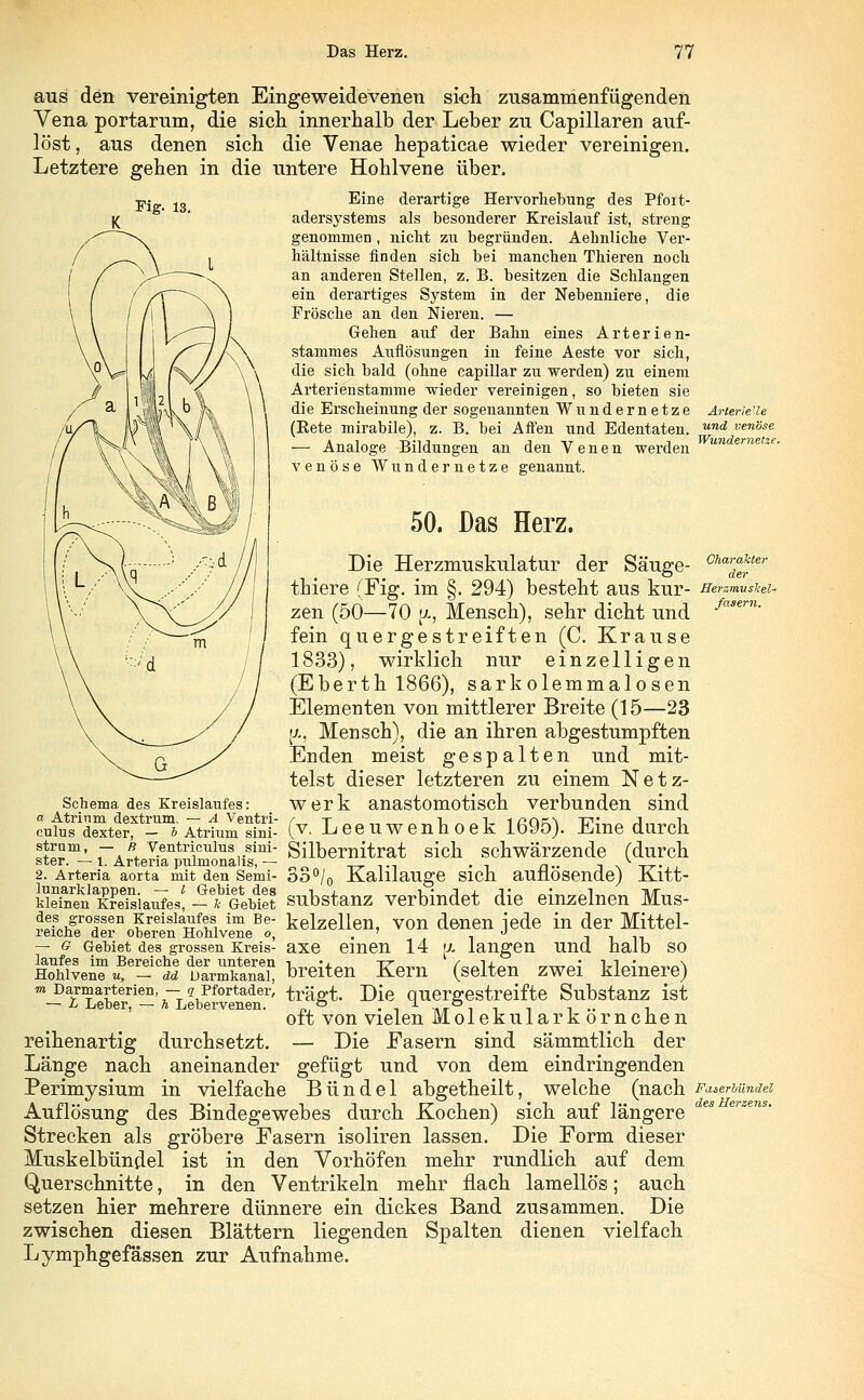 aus den vereinigten Eingeweidevenen sich zusammenfügenden Vena portarum, die sich innerhalb der Leber zu Capillaren auf- löst, aus denen sich die Venae hepaticae wieder vereinigen. Letztere gehen in die untere Hohlvene über. Fig. 13. Eine derartige Hervorhebung des Pfoit- adersystems als besonderer Kreislauf ist, streng genommen , nicht zu begründen. Aehnliche Ver- hältnisse finden sich bei manchen Thieren noch an anderen Stellen, z. B. besitzen die Schlangen ein derartiges System in der Nebenniere, die Frösche an den Nieren. — Gehen auf der Bahn eines Arterien- stammes Auflösungen in feine Aeste vor sich, die sich bald (ohne capillar zu werden) zu einem Arterienstamme wieder vereinigen, so bieten sie die Erscheinung der sogenannten Wundernetze Arterie'ie (Bete mirabile), z. B. bei Affen und Edentaten, und ^venöse — Analoge Bildungen an den Venen werden venöse Wundernetze genannt. 50. Das Herz. Wundernetze. Charakter der fasern. Die Herzmuskulatur der Säuge- thiere fFig. im §. 294) besteht aus kur- serzmusui- zen (50—70 (/., Mensch), sehr dicht und fein quergestreiften (C. Krause 1833), wirklich nur einzelligen (Eberth 1866), sarkolemmalosen Elementen von mittlerer Breite (15—23 (/., Mensch), die an ihren abgestumpften Enden meist gespalten und mit- telst dieser letzteren zu einem Netz- werk anastomotisch verbunden sind Leeuwenhoek 1695). Eine durch v Silbernitrat sich schwärzende (durch Schema des Kreislaufes: a Atrinm dextrum. — A Ventri- culus dexter, — b Atrium sini- strum, — B Ventricnlus sini- ster. — l. Arteria pulmonalis, — 2. Arteria aorta mit den Semi- öo°/0 Kalilauge Sich auflösende) Kltt- MeSs^iaufes! -Webtet Substanz verbindet die einzelnen Mus- Ü2Usrolaen,£ reisla£f?s1 im Be kelzellen, von denen jede in der Mittel- reiche der oberen Hohlvene o, , .. J ? Gebiet des grossen Kreis- axe einen 14 [x langen und halb so breiten Kern (selten zwei kleinere) trägt. Die quergestreifte Substanz ist oft von vielen Molekulark örnchen Die Fasern sind sämmtlich der und von dem eindringenden welche laufes im Bereiche der unteren Hohlvene u, — dd Darmkanal, m Darmarterien, — q Pfortader, — !• Leber, — h Lebervenen. reihenartig durchsetzt Länge nach aneinander gefügt und von Perimysium in vielfache Bündel abgetheilt, welche (nach Auflösung des Bindegewebes durch Kochen) sich auf längere Strecken als gröbere Fasern isoliren lassen. Die Form dieser Muskelbündel ist in den Vorhöfen mehr rundlich auf dem Querschnitte, in den Ventrikeln mehr flach lamellös; auch setzen hier mehrere dünnere ein dickes Band zusammen. Die zwischen diesen Blättern liegenden Spalten dienen vielfach Lymphgefässen zur Aufnahme. Faserbündel des Herzens.