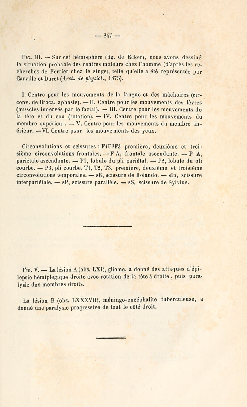 — 247 — FiG. III. — Sur cet hémisphère (fig. de Ecker), nous avons dessiné la situation probable des centres moteurs chez l'homme (d'après les re- cherches de Ferrier chez le singe), telle qu'elle a été représentée par Carville et Duret (Arch. de physioL, 1875). I. Centre pour les mouvements de la langue et des mâchoires (cir- conv. de Broca, aphasie). — II. Centre pour les mouvements des lèvres (muscles innervés par le facial). — III. Centre pour les mouvements de la tête et du cou (rotation). — IV. Centre pour les mouvements du membre supérieur. —V. Centre pour les mouvements du membre in- érieur. —VI, Centre pour les mouvements des yeux. Circonvolutions et scissures : F1F2P3 première, deuxième et troi- sième circonvolutions frontales. — FA, frontale ascendante. — P A, pariétale ascendante. — PI, lobule du pli pariétal. — P2, lobule du pli courbe. — P3, pli courbe. TI, T2, T3, première, deuxième et troisième circonvolutions temporales. — sR, scissure de Rolando. — sip, scissure interpariétale, — sP, scissure parallèle. — sS, scissure de Sylvius. Fi(j, V. — La lésion A (obs. LXI), gUorae, a donné des attaques d'épi- lepsie hémiplégique droite avec rotation de la tête à droite , puis para- lysie des membres droits. La lésion B (obs. LXXXVII), méningo-encéphalite tuberculeuse, a donné une paralysie progressive de tout le côté droit.