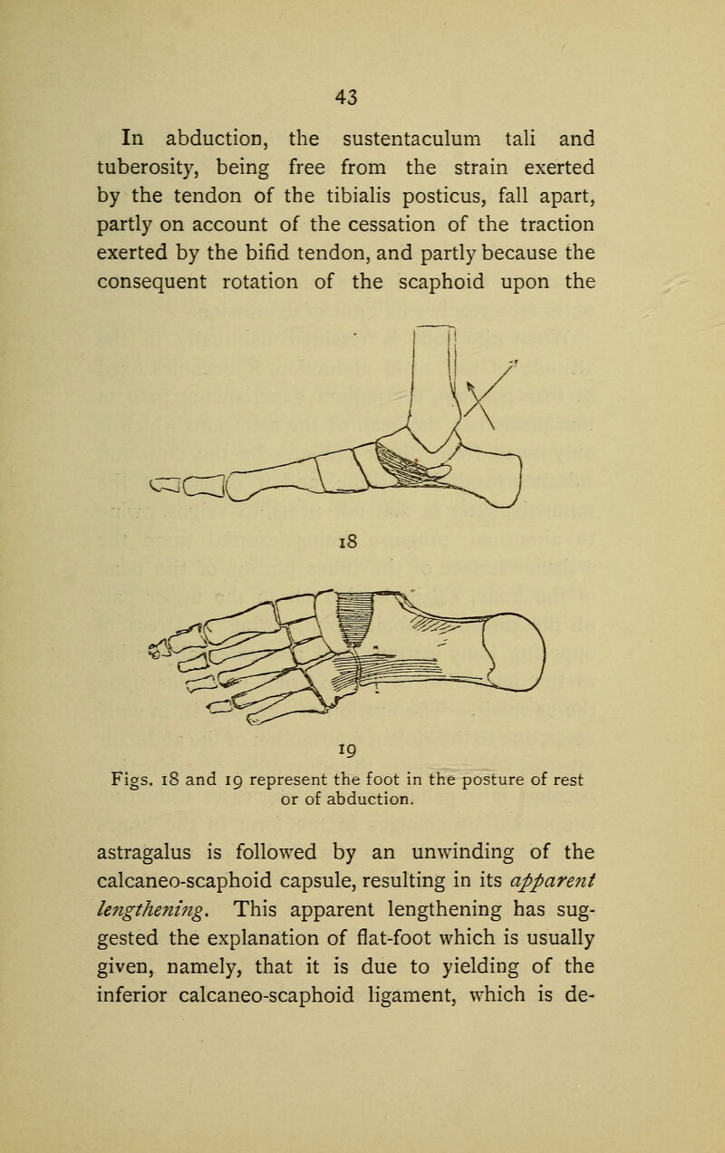 In abduction, the sustentaculum tali and tuberosity, being free from the strain exerted by the tendon of the tibiahs posticus, fall apart, partly on account of the cessation of the traction exerted by the bifid tendon, and partly because the consequent rotation of the scaphoid upon the ^^CZji i8 19 Figs. 18 and 19 represent the foot in the posture of rest or of abduction. astragalus is followed by an unwinding of the calcaneo-scaphoid capsule, resulting in its apparejit lengthening. This apparent lengthening has sug- gested the explanation of flat-foot which is usually given, namely, that it is due to yielding of the inferior calcaneo-scaphoid ligament, which is de-