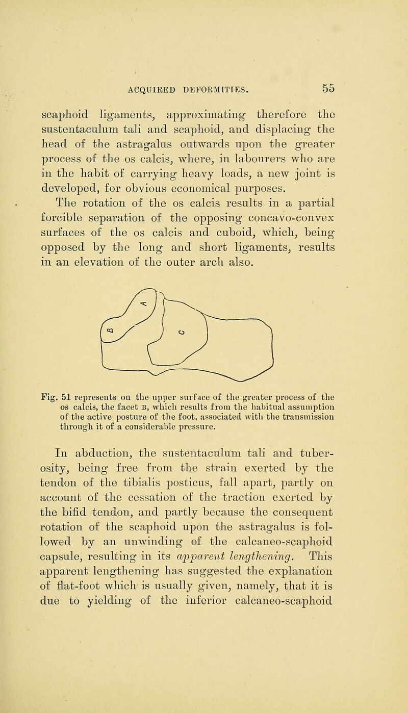 scaphoid ligaments, approximating therefore the sustentaculum tali and scaphoid, and displacing the head of the astragalus outwards ujDon the greater process of the os calcis, where, in labourers who are in the habit of carrying heavy loads, a new joint is developed, for obvious economical purposes. The rotation of the os calcis results in a partial forcible separation of the opposing concavo-convex surfaces of the os calcis and cuboid, which, being opposed by the long and short ligaments, results in an elevation of the outer arch also. Fig. 51 represents on the upper surface of the greater process of the OS calcis, the facet b, which results from the habitual assumption of the active posture of the foot, associated with the transmission through it of a considerable pressure. In abduction, the sustentaculum tali and tuber- osity, being free from the strain exerted by the tendon of the tibialis posticus, fall apart, partly on account of the cessation of the traction exerted by the bifid tendon, and partly because the consequent rotation of the scaphoid upon the astragalus is fol- lowed by an unwinding of the calcaneo-scaphoid capsule, resulting in its apparent lengthening. This apparent lengthening has suggested the explanation of flat-foot which is usually given, namely, that it is due to yielding of the inferior calcaneo-scaphoid