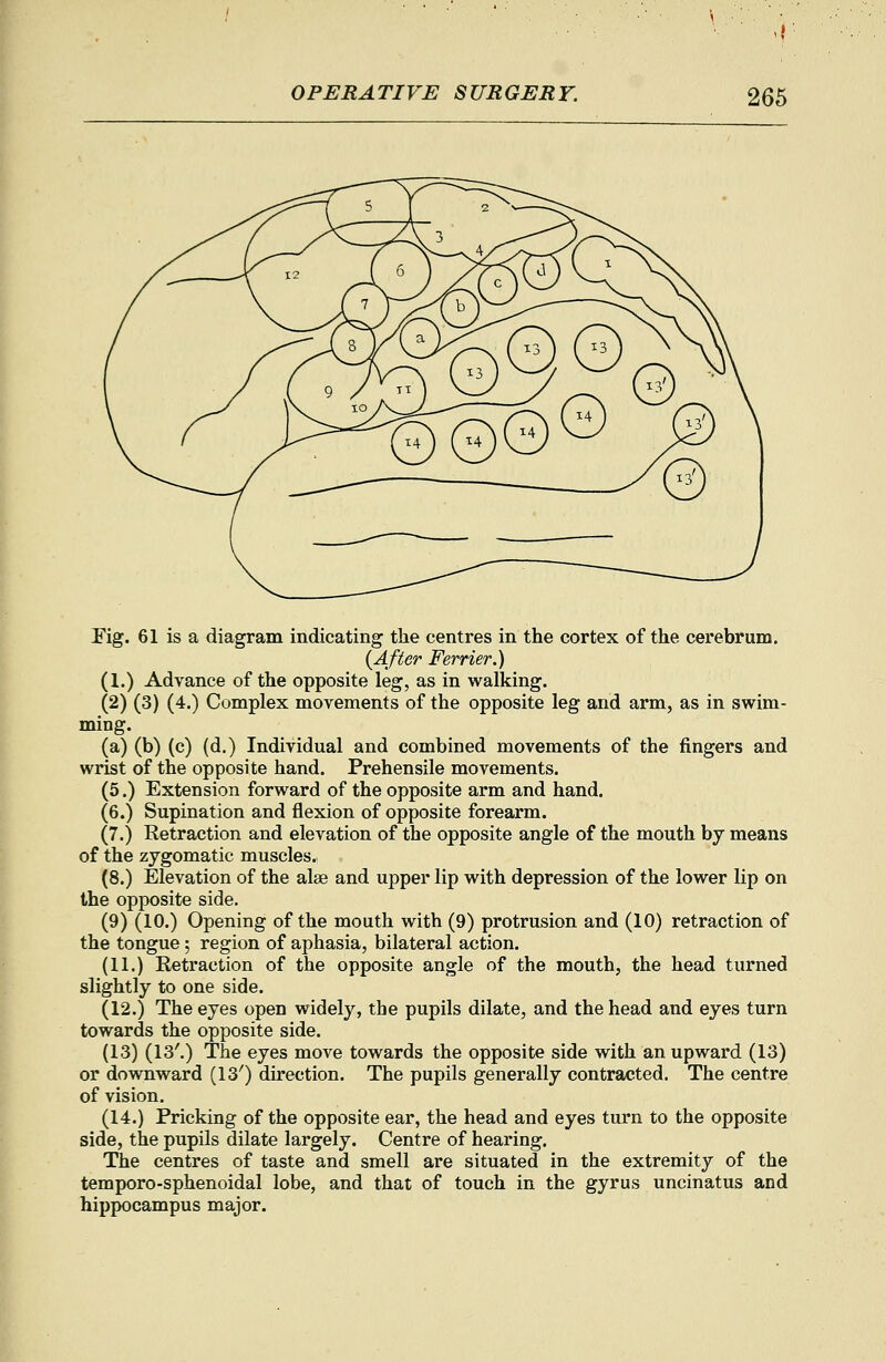 Eig. 61 is a diagram indicating the centres in the cortex of the cerebrum. {After Ferrier.) (1.) Advance of the opposite leg, as in walking. (2) (3) (4.) Complex movements of the opposite leg and arm, as in swim- ming. (a) (b) (c) (d.) Individual and combined movements of the fingers and wrist of the opposite hand. Prehensile movements. (5.) Extension forward of the opposite arm and hand. (6.) Supination and flexion of opposite forearm. (7.) Retraction and elevation of the opposite angle of the mouth by means of the zygomatic muscles. (8.) Elevation of the alee and upper lip with depression of the lower lip on the opposite side. (9) (10.) Opening of the mouth with (9) protrusion and (10) retraction of the tongue; region of aphasia, bilateral action. (11.) Retraction of the opposite angle of the mouth, the head turned slightly to one side. (12.) The eyes open widely, the pupils dilate, and the head and eyes turn towards the opposite side. (13) (13^) The eyes move towards the opposite side with an upward (13) or downward (13') direction. The pupils generally contracted. The centre of vision. (14.) Pricking of the opposite ear, the head and eyes turn to the opposite side, the pupils dilate largely. Centre of hearing. The centres of taste and smell are situated in the extremity of the temporo-sphenoidal lobe, and that of touch in the gyrus uncinatus and hippocampus major.