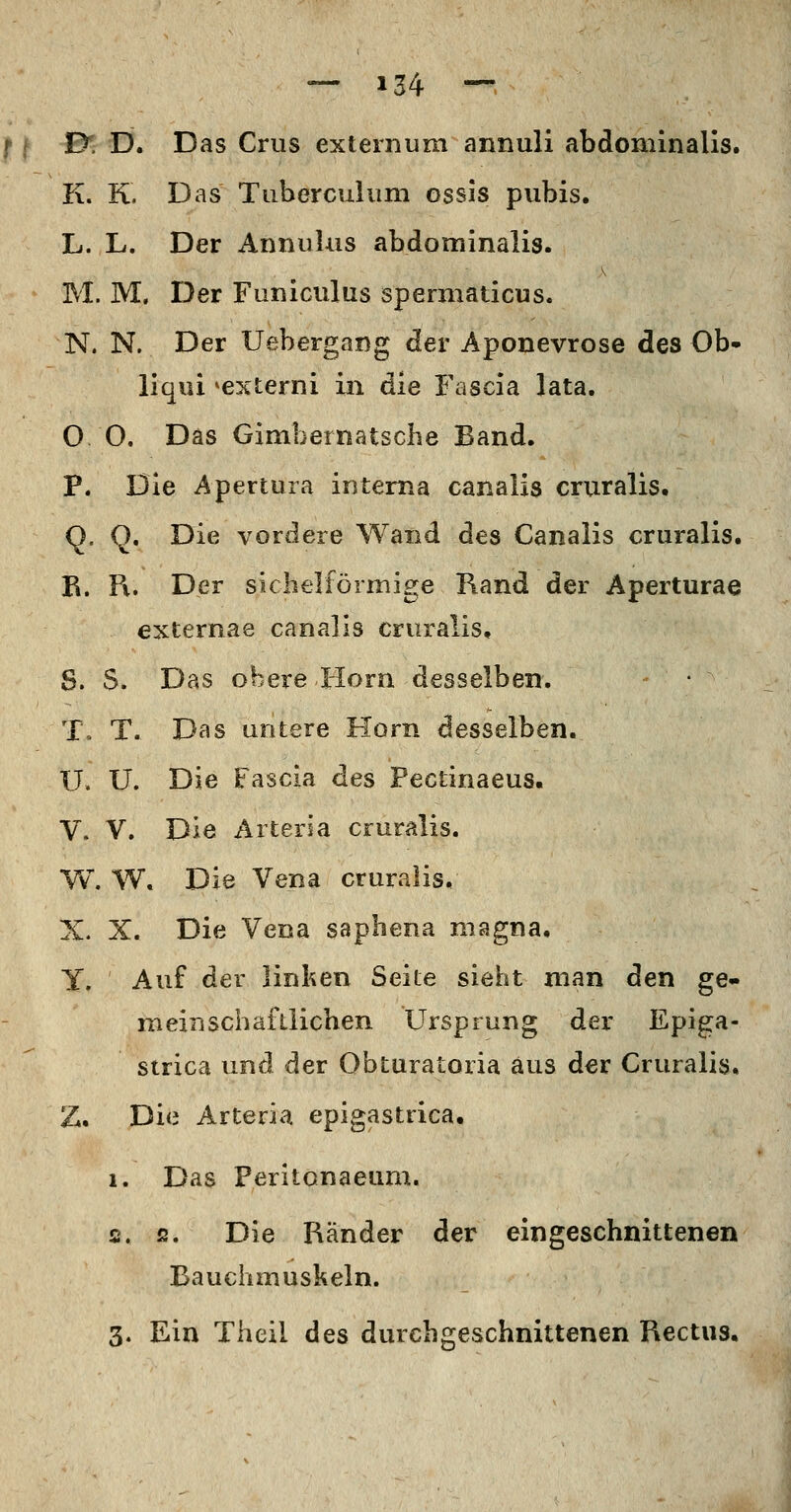 D. D. Das Crus exteinum annuli abdominalis. K. K. Das Tiibercuium ossis pubis. L. L. Der Annulus abdominalis. M. M. Der Funiculus spermaticus. N. N. Der Uebergang der Aponevrose des Ob- liqui *externi in die Fascia lata. 0 0. Das Gimbernatsche Band. P. Die Aperiura interna canalis cruralis. Q. Q. Die vordere Wand des Canalis cruralis. R. Fl. Der sichelförmige Rand der Aperturae externae canalis cruralis. S. S. Das obere Ilorn desselben. T, T. Das untere Hörn desselben. U. Ü. Die Fascia des Pectinaeus. V. V. Die Artersa cruralis. W. W. Die Vena cruralis. X. X. Die Vena saphena magna. Y. Auf der linken Seite sieht man den ge« mein seh afllichen Ursprung der Epiga- strica und der Obturatoria aus der Cruralis. Z. Die Arteria epigastrica, 1. Das Peritonaeam. 2. s. Die Ränder der eingeschnittenen Bauchmuskeln. 3. Ein Theil des durchf]feschnittenen Rectus,