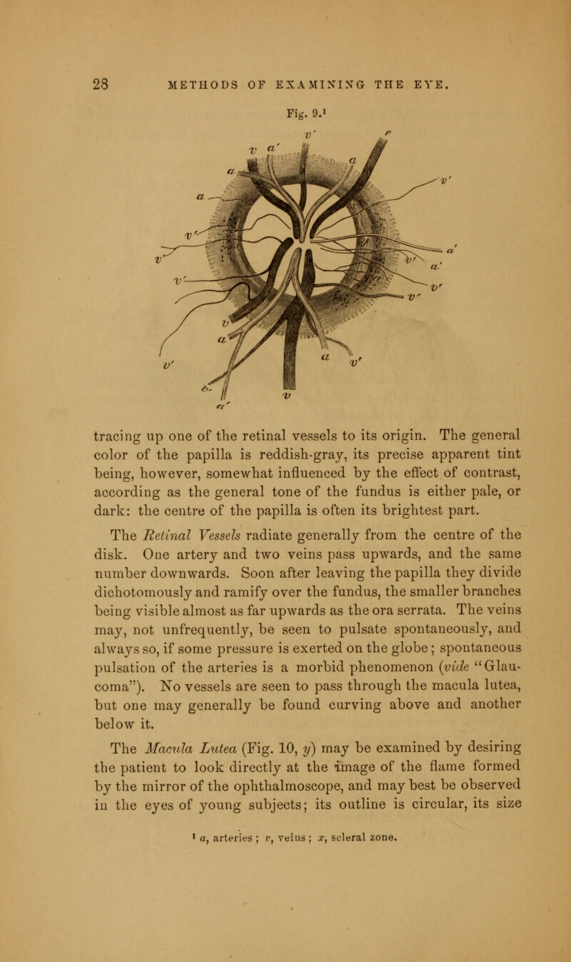 tracing up one of the retinal vessels to its origin. The general color of the papilla is reddish-gray, its precise apparent tint being, however, somewhat influenced by the effect of contrast, according as the general tone of the fundus is either pale, or dark: the centre of the papilla is often its brightest part. The Retinal Vessels radiate generally from the centre of the disk. One artery and two veins pass upwards, and the same number downwards. Soon after leaving the papilla they divide dichotomously and ramify over the fundus, the smaller branches being visible almost as far upwards as the ora serrata. The veins may, not unfrequently, be seen to pulsate spontaneously, and always so, if some pressure is exerted on the globe; spontaneous pulsation of the arteries is a morbid phenomenon {vide Glau- coma). No vessels are seen to pass through the macula lutea, but one may generally be found curving above and another below it. The Macula Lutea (Fig. 10, y) may be examined by desiring the patient to look directly at the image of the flame formed by the mirror of the ophthalmoscope, and may best be observed in the eyes of young subjects; its outline is circular, its size 1 a, arteries ; v, veins ; x, scleral zone.