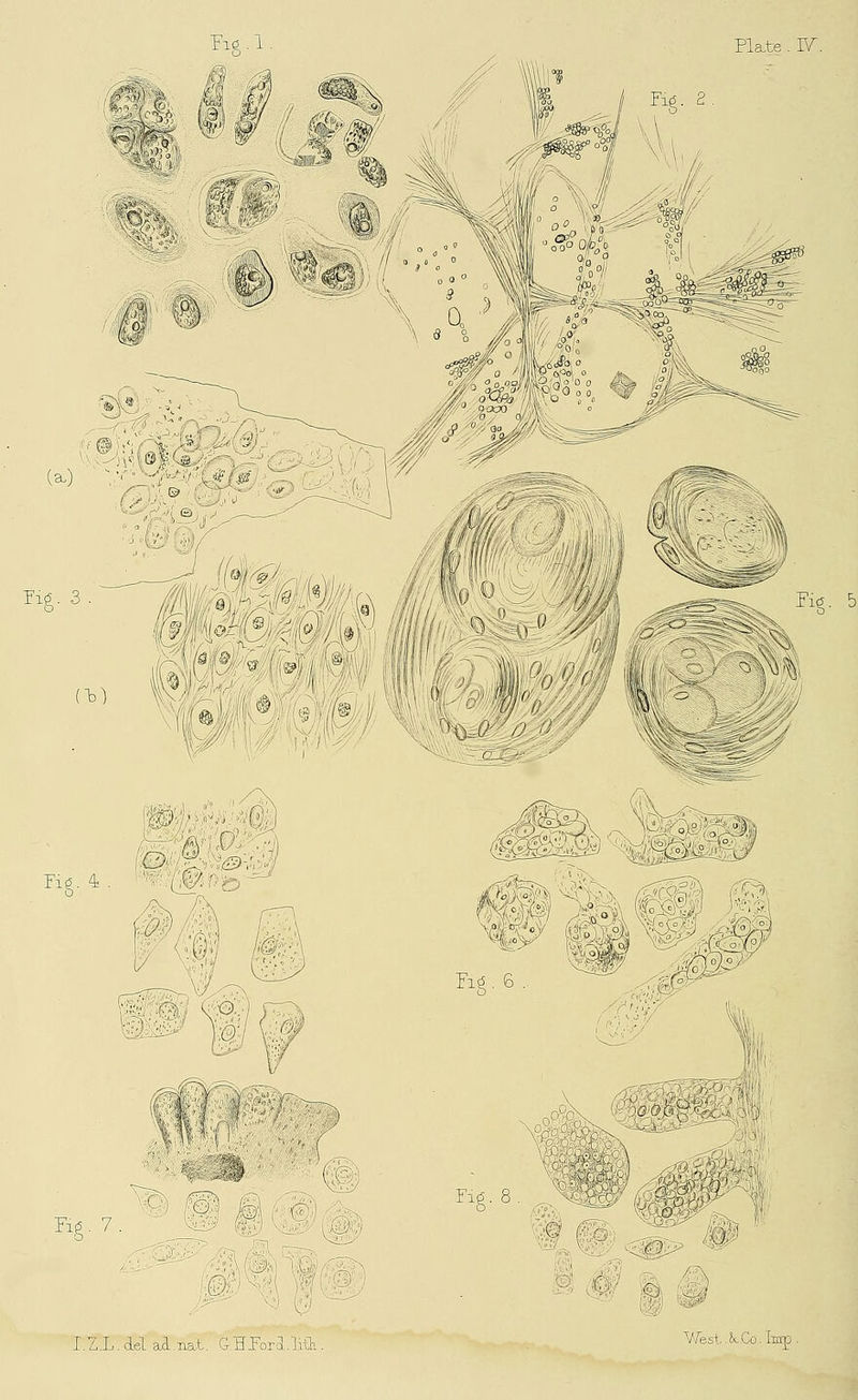 7i0. 3 Ti0. 5 I.Z.L.cLeL ai.na.t. GHPortLlitb. West ^8s,Co, Imp .