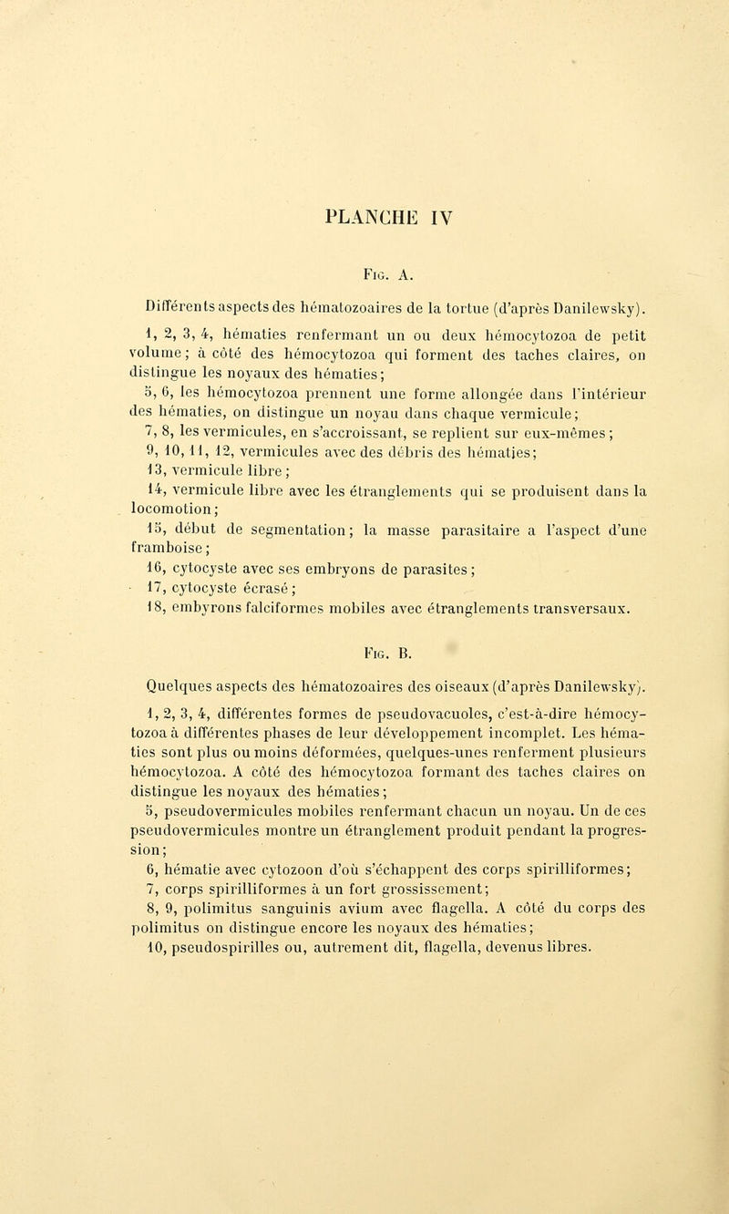 FiG. A. Différents aspects des hématozoaires de la tortue (d'après Danilewsky). 1, 2, 3, 4, hématies renfermant un ou deux hémocytozoa de petit volume ; à côté des hémocytozoa qui forment des taches claires, on distingue les noyaux des hématies; 0, 6, les hémocytozoa prennent une forme allongée dans l'intérieur des hématies, on distingue un noyau dans chaque vermicule; 7, 8, les vermicules, en s'accroissant, se replient sur eux-mêmes ; 9, 10, M, 12, vermicules avec des débris des hématies; 13, vermicule libre ; 14, vermicule libre avec les étranglements qui se produisent dans la locomotion; 15, début de segmentation; la masse parasitaire a l'aspect d'une framboise ; 16, cytocyste avec ses embryons de parasites; ■ 17, cytocyste écrasé; 18, embyrons falciformes mobiles avec étranglements transversaux. FiG. B. Quelques aspects des hématozoaires des oiseaux (d'après Danilewsky). 1, 2, 3, 4, différentes formes de pseudovacuoles, c'est-à-dire hémocy- tozoa à différentes phases de leur développement incomplet. Les héma- ties sont plus ou moins déformées, quelques-unes renferment plusieurs hémocytozoa. A côté des hémocytozoa formant des taches claires on distingue les noyaux des hématies; 5, pseudovermicules mobiles renfermant chacun un noyau. Un de ces pseudovermicules montre un étranglement produit pendant la progres- sion; 6, hématie avec cytozoon d'où s'échappent des corps spirilliformes ; 7, corps spirilliformes à un fort grossissement; 8, 9, polimitus sanguinis avium avec flagella. A côté du corps des polimitus on distingue encore les noyaux des hématies; 10, pseudospirilles ou, autrement dit, flagella, devenus libres.