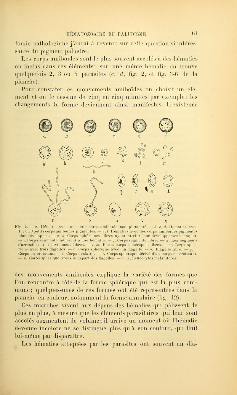 tomie pathologique j'aurai à revenir sur cette question si intéres- sante du pigment palustre. Les corps amiboïcles sont le plus souvent accolés à fies hématies ou inclus dans ces éléments; sur une même hématie on trouve quelquefois 2, 3 ou 4 parasites (c, d, fîg\ 2, et %. 3-6 de la planche). Pour constater les mouvements amiboïdes on choisit un élé- ment et on le dessine de cinq en cinq minutes par exemple ; les chang'ements de forme deviennent ainsi manifestes. L'existence Fig. 5. — a. Hématie avec un petit corps amiboïde non pigmenté. — 6, c, d, Hématies avec 1, 2 ou 3 petits corps amiboïdes pigmentés. — e, f, Hématies avec des corps amiboïdes pigmentés plus développés. — g. h, Corps sphériques libres aj'ant atteint leur développement complet. — i. Corps segmenté adhérent aune hématie. —_;', Corps segmenté libre. — k, Les segments s'arrondissent et deviennent libres. — l, m, Petits corps sphériques libres. — n. Corps splié- rique avec trois flagelles. — o. Corps sphérique avec un flagelle. — p, Flagelle libre. — q, r. Corps en croissant. — s, Corps ovalaire. — f. Corps sphérique dérivé d'un corps en croissant. — Il, Corps sphérique après le départ des flagelles. — v, x, Leucocytes mélanifcres. des mouvements amiboïdes explique la variété des formes que l'on rencontre à côté de la forme sphérique qui est la plus com- mune; quelques-unes de ces formes ont été représentées dans la planche en couleur, notamment la forme annulaire (fig. 12). Ces microbes vivent aux dépens des hématies qui pâlissent de plus en plus, à mesure que les éléments parasitaires qui leur sont accolés augmentent de volume; il arrive un moment où l'hématie devenue incolore ne se distingue plus qu'à son contour, qui finit lui-même par disparaître. Les hématies attaquées par les parasites ont souvent un dia-