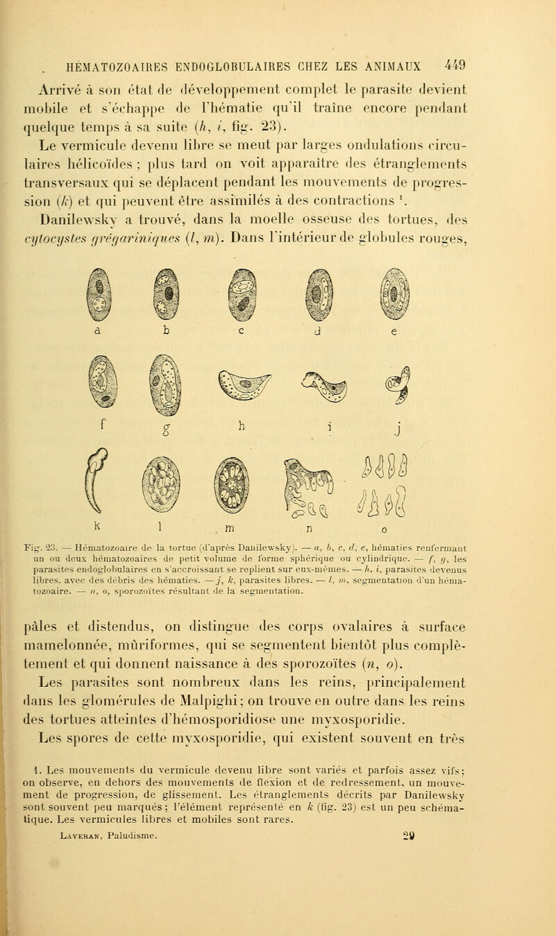 Arrivé à son état de développement complet le parasite devient mobile et s'échappe de l'hématie qu'il traîne encore pendant quelque temps à sa suite {h, i, fig-. 23). Le vermicule devenu libre se meut par larges ondulations circu- laires hélicoïdes ; plus tard on voit apparaître des étranglements transversaux qui se déplacent pendant les mouvements de progres- sion (/.) et qui peuvent être assimilés à des contractions *. Danilewsky a trouvé, dans la moelle osseuse des tortues, des cytocystes fjrégariniques {l, m). Dans l'intérieur de globules rouges, Fig. -23. — Hématozoaire de la tortue (d'après Danilewsky). — a, b, c, d, e, hématies rent'ermaijt un ou deux hématozoaires de petit -volume de forme sphérique ou cylindrique. — f, r/, les parasites endoglobulaires en s'accroissant se replient sur eux-mêmes. — A, i, parasites devenus libres, avec des débris des hématies. —j, A, parasites libres. — /, m, segmentation d'un héma- tozoaire. — n, o, sporozoï'tes résultant de la segmentation. pâles et distendus, on distingue des corps ovalaires à surface mamelonnée, mûriformes, qui se segmentent bientôt plus complè- tement et qui donnent naissance à des sporozoïtes (w, 6). Les parasites sont nombreux dans les reins, principalement dans les glomérules de Malpighi; on trouve en outre dans les reins des tortues atteintes d'hémosporidiose une myxosporidie. Les spores de cette myxosporidie, qui existent souvent en très 1. Les mouvements du vermicule devenu libre sont variés et parfois assez vifs; on observe, en dehors des mouvements de flexion et de redressement, un mouve- ment de progression, de glissement. Les étranglements décrits par Danilewsky sont souvent peu marqués; l'élément représenté en k (fig. 23) est un peu schéma- lique. Les vermicules libres et mobiles sont rares. Laveran, Paludisme. 29