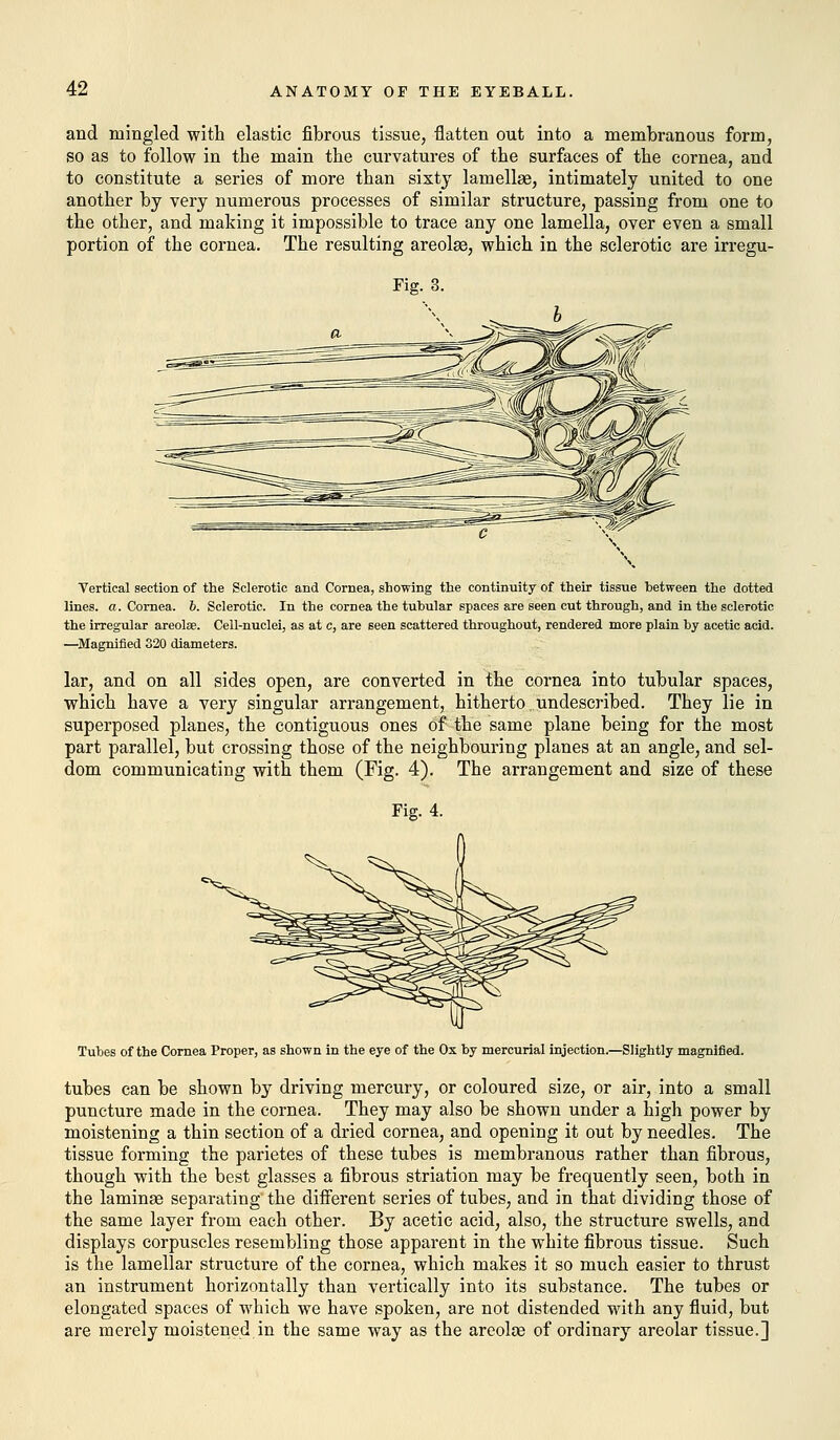 and mingled with elastic fibrous tissue, flatten out into a membranous form, so as to follow in the main the curvatures of the surfaces of the cornea, and to constitute a series of more than sixty lamellae, intimately united to one another by very numerous processes of similar structure, passing from one to the other, and making it impossible to trace any one lamella, over even a small portion of the cornea. The resulting areolae, which in the sclerotic are irregu- Fig. 3. Vertical section of the Sclerotic and Cornea, showing the continuity of their tissue between the dotted lines, a. Cornea. 6. Sclerotic. In the cornea the tubular spaces are seen cut through, and in the sclerotic the irregular areolas. Cell-nuclei, as at c, are seen scattered throughout, rendered more plain by acetic acid. —Magnified 320 diameters. lar, and on all sides open, are converted in the cornea into tubular spaces, which have a very singular arrangement, hitherto undescribed. They lie in superposed planes, the contiguous ones of the same plane being for the most part parallel, but crossing those of the neighbouring planes at an angle, and sel- dom communicating with them (Fig. 4). The arrangement and size of these Fig. 4. Tubes of the Cornea Proper, as shown in the eye of the Ox by mercurial injection.—Slightly magnified. tubes can be shown by driving mercury, or coloured size, or air, into a small puncture made in the cornea. They may also be shown under a high power by moistening a thin section of a dried cornea, and opening it out by needles. The tissue forming the parietes of these tubes is membranous rather than fibrous, though with the best glasses a fibrous striation may be frequently seen, both in the laminas separating the different series of tubes, and in that dividing those of the same layer from each other. By acetic acid, also, the structure swells, and displays corpuscles resembling those apparent in the white fibrous tissue. Such is the lamellar structure of the cornea, which makes it so much easier to thrust an instrument horizontally than vertically into its substance. The tubes or elongated spaces of which we have spoken, are not distended with any fluid, but are merely moistened in the same way as the areolce of ordinary areolar tissue.]