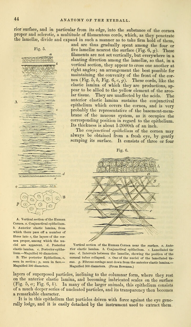 Fig. 5. rior surface, and in particular from its edge, into the substance of the cornea proper and sclerotic, a multitude of filamentous cords, which, as they penetrate the lamellae, divide and expand in such a manner as to take firm hold of them, and are thus gradually spent among the four or five lamellae nearest the surface (Fig. 6, g). These filaments are not set vertically, but everywhere in a slanting direction among the lamellae, so that, in a vertical section, they appear to cross one another at right angles; an arrangement the best possible for maintaining the convexity of the front of the cor- nea (Fig. 5, b, Fig. 6, c, g). These cords, like the elastic lamina of which they are productions, ap- pear to be allied to the yellow element of the areo- lar tissue. They are unaffected by the acids. The anterior elastic lamina sustains the conjunctival epithelium which covers the cornea, and is very probably the representative of the basement-mem- brane of the mucous system, as it occupies the corresponding position in regard to the epithelium. Its thickness is about l-2000th of an inch. The conjunctival epithelium of the cornea may always be obtained from a fresh eye, by gently scraping its surface. It consists of three or four Fig. 6. A. Vertical section of the Human Cornea, a. Conjunctival epithelium. b. Anterior elastic lamina, from which there pass off a number of fibres into c, the layers of the cor- nea proper, among which the nu- clei are apparent, d. Posterior elastic lamina, e. Posterior epithe- lium.—Magnified 80 diameters. B. The posterior Epithelium, o, seen in section; p, seen in face.— Magnified 300 diameters. Vertical section of the Human Cornea near the surface, a. Ante- rior elastic lamina. 6. Conjunctival epithelium, c. Lamellated tis- sue, d. Intervals between the lamellae, showing the position of the corneal tubes collapsed, e. One of the nuclei of the lamellated tis- sue, g. Fibrous cordage sent down from the anterior elastic lamina.— Magnified 300 diameters. (Prom Bowman.) layers of superposed particles, inclining to the columnar form, where they rest on the anterior elastic lamina, and becoming imbricated scales on the surface (Fig. 5, a; Fig. 6, h). In many of the larger animals, this epithelium consists of a much deeper series of nucleated particles, and its transparency then becomes a remarkable character. It is in this epithelium that particles driven with force against the eye gene- rally lodge, and it is easily detached by the instrument used to extract them.