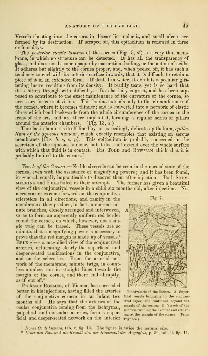 Vessels shooting into the cornea in disease lie under it, and small ulcers are formed by its destruction. If scraped off, this epithelium is renewed in three or four days. The posterior elastic lamina of the cornea (Fig. 5, d) is a very thin mem- brane, in which no structure can be detected. It has all the transparency of glass, and does not become opaque by maceration, boiling, or the action of acids. It adheres but slightly to the cornea proper, and, when peeled off, it has such a tendency to curl with its anterior surface inwards, that it is difficult to retain a piece of it in an extended form. If floated in water, it exhibits a peculiar glis- tening lustre resulting from its density. It readily tears, yet is so hard that it is bitten through with difficulty. Its elasticity is great, and has been sup- posed to contribute to the exact maintenance of the curvature of the cornea, so necessary for correct vision. This lamina extends only to the circumference of the cornea, where it becomes thinner; and is converted into a network of elastic fibres which bend backwards from the whole circumference of the cornea to the front of the iris, and are there implanted, forming a regular series of pillars around the anterior chambers. (Fig. 13, a.) The elastic lamina is itself lined by an exceedingly delicate epithelium, epithe- lium of the aqueous humour, which exactly resembles that existing on serous membranes (Fig. 5, e, o, p). This epithelium is probably concerned in the secretion of the aqueous humour, but it does not extend over the whole surface with which that fluid is in contact. Drs. Todd and Bowman think that it is probably limited to the cornea.] Vessels of the Cornea.—No bloodvessels can be seen in the normal state of the cornea, even with the assistance of magnifying powers ; and it has been found, in general, equally impracticable to discover them after injection. Both Soem- mering and Eble failed in their attempts. The former has given a beautiful view of the conjunctival vessels in a child six months old, after injection. Nu- merous arteries come forwards on the conjunctiva scleroticae in all directions, and ramify in the membrane: they produce, in fact, numerous mi- nute branches, closely arranged and interwoven, so as to form an apparently uniform red border round the cornea, on which, however, not a sin- gle twig can be traced. These vessels are so minute, that a magnifying power is necessary to prove that the red margin is made up of vessels.1 Eble gives a magnified view of the conjunctival arteries, delineating clearly the superficial and deeper-seated ramifications in the conjunctiva, and on the sclerotica. From the arterial net- work of the membrane, minute twigs, in count- less number, run in straight lines towards the margin of the cornea, and there end abruptly, as if cut off.2 Professor Roemer, of Vienna, has succeeded better in his injections, having filled the arteries Bloodvessels of the Cornea. A. Super- of the conjunctiva corneas in an infant two fi^ai vessels belonging to tho conjunc- months old. He says that the arteries of the tiTal layer> and continued beyond the ocular conjunctiva coming from the lachrymal, m,argin of the cornca' n- VeMnlof the • 111 i j. • jj sclerotic running their course and return- palpebral, and muscular arteries, form a super- ineatthe margin of tho coruca. (From ficial and deeper-seated network on the anterior Toynbee.) Fijr. 7. 1 Iconcs Oculi humani, tab. v. fig. 12. The figure is twice the natural size. 2 Ueber dm Bau und die Krankheiten der Bindchaut des Augapfels, p. 59, tab. ii. fir LI.