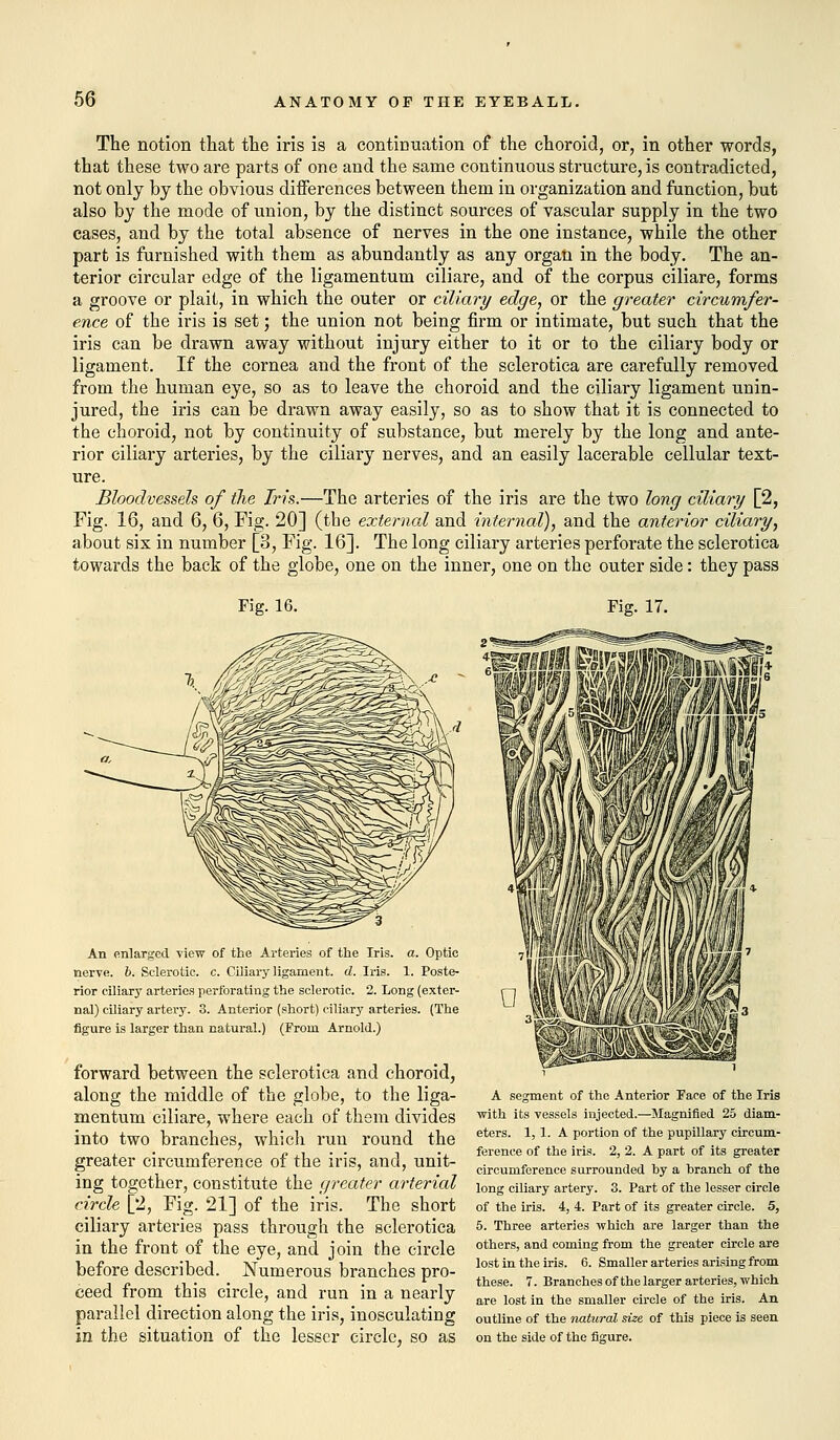 The notion that the iris is a continuation of the choroid, or, in other words, that these two are parts of one and the same continuous structure, is contradicted, not only by the obvious differences between them in organization and function, but also by the mode of union, by the distinct sources of vascular supply in the two cases, and by the total absence of nerves in the one instance, while the other part is furnished with them as abundantly as any organ in the body. The an- terior circular edge of the ligamentum ciliare, and of the corpus ciliare, forms a groove or plait, in which the outer or ciliary edge, or the greater circumfer- ence of the iris is set; the union not being firm or intimate, but such that the iris can be drawn away without injury either to it or to the ciliary body or ligament. If the cornea and the front of the sclerotica are carefully removed from the human eye, so as to leave the choroid and the ciliary ligament unin- jured, the iris can be drawn away easily, so as to show that it is connected to the choroid, not by continuity of substance, but merely by the long and ante- rior ciliary arteries, by the ciliary nerves, and an easily lacerable cellular text- ure. Bloodvessels of the Iris.—The arteries of the iris are the two long ciliary [2, Fig. 16, and 6, 6, Fig. 20] (the external and internal), and the anterior ciliary, about sis in number [3, Fig. 16]. The long ciliary arteries perforate the sclerotica towards the back of the globe, one on the inner, one on the outer side: they pass Fig. 16. Fig. 17. An enlarged view of the Arteries of the Iris. a. Optic nerve, b. Sclerotic, c. Ciliary ligament, d. Iris. 1. Poste- rior ciliary arteries perforating the sclerotic. 2. Long (exter- nal) ciliary artery. 3. Anterior (short) ciliary arteries. (The figure is larger than natural.) (From Arnold.) forward between the sclerotica and choroid, along the middle of the globe, to the liga- mentum ciliare, where each of them divides into two branches, which run round the greater circumference of the iris, and, unit- ing together, constitute the greater arterial circle [2, Fig. 21] of the iris. The short ciliary arteries pass through the sclerotica in the front of the eye, and join the circle before described. Numerous branches pro- ceed from this circle, and run in a nearly parallel direction along the iris, inosculating in the situation of the lesser circle, so as A segment of the Anterior Face of the Iris with its vessels injected.—Magnified 25 diam- eters. 1,1. A portion of the pupillary circum- ference of the iris. 2, 2. A part of its greater circumference surrounded hy a branch of the long ciliary artery. 3. Part of the lesser circle of the iris. 4, 4. Part of its greater circle. 5, 5. Three arteries which are larger than the others, and coming from the greater circle are lost in the iris. 6. Smaller arteries arising from these. 7. Branches of the larger arteries, which are lost in the smaller circle of the iris. An outline of the natural' size of this piece is seen on the side of the figure.