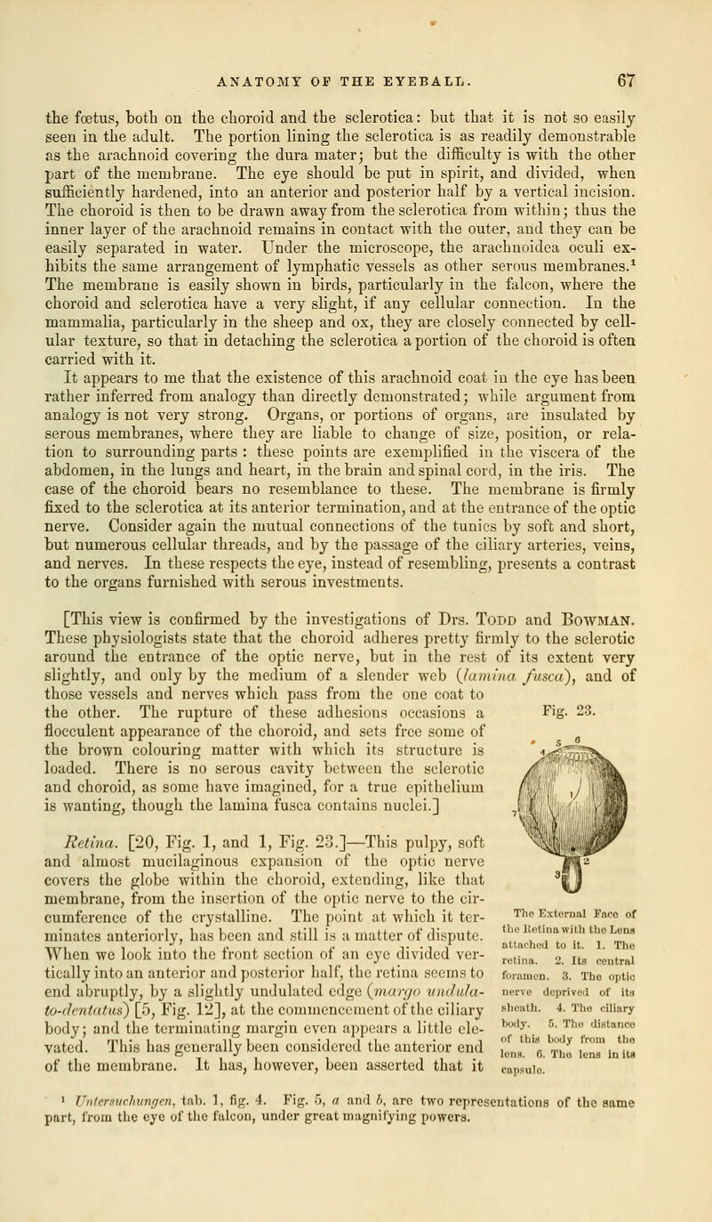 the foetus, both on the choroid and the sclerotica: but that it is not so easily seen in the adult. The portion lining the sclerotica is as readily demonstrable as the arachnoid covering the dura mater; but the difficulty is with the other part of the membrane. The eye should be put in spirit, and divided, when sufficiently hardened, into an anterior and posterior half by a vertical incision. The choroid is then to be drawn away from the sclerotica from within; thus the inner layer of the arachnoid remains in contact with the outer, and they can be easily separated in water. Under the microscope, the arachnoidea oculi ex- hibits the same arrangement of lymphatic vessels as other serous membranes.1 The membrane is easily shown in birds, particularly in the falcon, whei'e the choroid and sclerotica have a very slight, if any cellular connection. In the mammalia, particularly in the sheep and ox, they are closely connected by cell- ular texture, so that in detaching the sclerotica a portion of the choroid is often carried with it. It appears to me that the existence of this arachnoid coat in the eye has been rather inferred from analogy than directly demonstrated; while argument from analogy is not very strong. Organs, or portions of organs, are insulated by serous membranes, where they are liable to change of size, position, or rela- tion to surrounding parts : these points are exemplified in the viscera of the abdomen, in the lungs and heart, in the brain and spinal cord, in the iris. The case of the choroid bears no resemblance to these. The membrane is firmly fixed to the sclerotica at its anterior termination, and at the entrance of the optic nerve. Consider again the mutual connections of the tunics by soft and short, but numerous cellular threads, and by the passage of the ciliary arteries, veins, and nerves. In these respects the eye, instead of resembling, presents a contrast to the organs furnished with serous investments. [This view is confirmed by the investigations of Drs. Todd and Bowman. These physiologists state that the choroid adheres pretty firmly to the sclerotic around the entrance of the optic nerve, but in the rest of its extent very slightly, and only by the medium of a slender web {lamina fused), and of those vessels and nerves which pass from the one coat to the other. The rupture of these adhesions occasions a Fig. 23. flocculent appearance of the choroid, and sets free some of the brown colouring matter with which its structure is loaded. There is no serous cavity between the sclerotic and choroid, as some have imagined, for a true epithelium is wanting, though the lamina fusca contains nuclei.] Retina. [20, Fig. 1, and 1, Fig. 23.]—This pulpy, soft and almost mucilaginous expansion of the optic nerve covers the globe within the choroid, extending, like that membrane, from the insertion of the optic nerve to the cir- cumference of the crystalline. The point at which it ter- minates anteriorly, has been and still is a matter of dispute. When we look into the front section of an eye divided ver- tically into an anterior and posterior half, the retina seems to end abruptly, by a slightly undulated edge {margo undula- to-dentatus) [5, Fig. 12], at the commencement of the ciliary body; and the terminating margin even appears a little ele- vated. This has generally been considered the anterior end of the membrane. It has, however, been asserted that it The External Face of the Retina with the Lens attached to it. 1. The retina. 2. Its central foramen. 3. Tho optic nerve deprived of its sheath. 4. Tho ciliary body. 5. Tho distanco of this body from the lens. 6. Tho lens in its capsulo. 1 Untersuchungcn, tab. 1, fig. 4. Fig. 5, a and b, are two representations of the same part, from the eye of the falcon, under great magnifying powers.