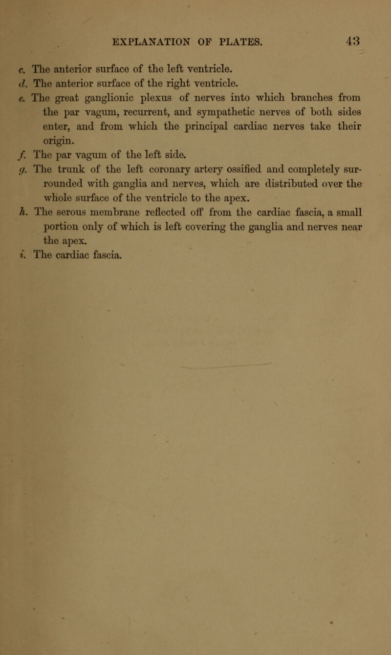 c. The anterior surface of the left ventricle. (/. The anterior surface of the right ventricle. e. The great ganglionic plexus of nerves into which branches from the par vagum, recurrent, and sympathetic nerves of both sides enter, and from which the principal cardiac nerves take their origin. /. The par vagum of the left side. g. The trunk of the left coronary artery ossified and completely sur- rounded with ganglia and nerves, which are distributed over the whole surface of the ventricle to the apex. h. The serous membrane reflected off from the cardiac fascia, a small portion only of which is left covering the ganglia and nerves near the apex. i. The cardiac fascia.