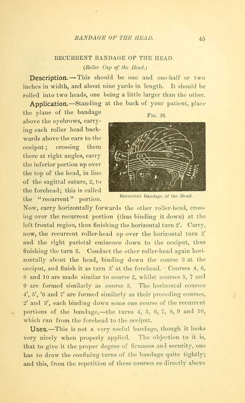 RECURRENT BANDAGE OF THE HEAD. {Boiler Cap of the Head.) Description. — This should be one and one-half or two inches in width, and about nine yards in length. It should be rolled into two heads, one being a little larger than the other. Application.—Standing at the back of your patient, place the plane of the bandage F og above the eyebrows, carry- ing each roller head back- wards above the ears to the occiput; crossing them there at right angles, carry the inferior portion up over the top of the head, in line of the sagittal suture, 2, to the forehead; this is called Al ,, , „ .. Recurrent Bandage of the Head. the recurrent portion. Now, carry horizontally forwards the other roller-head, cross- ing over the recurrent portion (thus binding it down) at the left frontal region, thus finishing the horizontal turn 2\ Carry, now, the recurrent roller-head up over the horizontal turn 2' and the right parietal eminence down to the occiput, thus finishing the turn 3. Conduct the other roller-head again hori- zontally about the head, binding down the course 3 at the occiput, and finish it as turn 3' at the forehead. Courses 4, 6, 8 and 10 are made similar to course 2, whilst courses 5, 7 and 9 are formed similarly as course 3. The horizontal courses 4', 5', '6 and 7' are formed similarly as their preceding courses, 2' and 3', each binding down some one course of the recurrent portions of the bandage,—the turns 4, 5, 6, 7, 8, 9 and 10, which run from the forehead to the occiput. Uses.—This is not a very useful bandage, though it looks very nicely when properly applied. The objection to it is, that to give it the proper degree of firmness and security, one has to draw the confining turns of the bandage quite tightly; and this, from the repetition of these courses so directly above