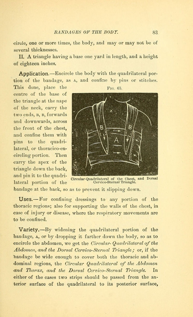 circle, one or more times, the body, and may or may not be of several thicknesses. II. A triangle having a base one yard in length, and a height of eighteen inches. Application.—Ench'cle the body with the quadrilateral por- tion of the bandage, as a, and confine by pins or stitches. This done, place the prG 65 centre of the base of the triangle at the nape of the neck, carry the two ends, b, b, forwards and downwards, across the front of the chest, and confine them with pins to the quadri- lateral, or thoracico-en- circling portion. Then oany the apex of the triangle down the back, and pin it to the quadri- lateral portion of the bandage at the back, so as to prevent it slipping down. Circular-Quadrilateral of the Chest, and Dorsal Cervico-Sternal Triangle. Uses.— For confining dressings to any portion of the thoracic regions; also for supporting the walls of the chest, in case of injury or disease, where the respiratory movements are to be confined. Variety.—By widening the quadrilateral portion of the bandage, a, or by dropping it farther down the body, so as to encircle the abdomen, we get the Circular- Quadrilateral of the Abdomen, and the Dorsal Cervico-Sternal Triangle; or, if the bandage be wide enough to cover both the thoracic and ab- dominal regions, the Circular Quadrilateral of the Abdomen and Thorax, and the Dorsal Cervico-Sternal Triangle. In either of the cases two strips should be passed from the an- terior surface of the quadrilateral to its posterior surface,