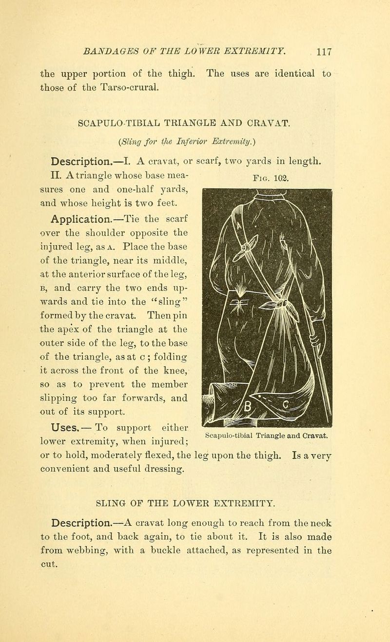 the upper portion of the thigh. The uses are identical to those of the Tarso-crural. SCAPULO-TIBIAL TRIANGLE AND CRAVAT. {Sling for the Inferior Extremity.) Description.—I. A cravat, or scarf, two yards in length. II. A triangle whose base mea- pIG -j^ sures one and one-half yards, and whose height is two feet. Application.—Tie the scarf over the shoulder opposite the injured leg, as a. Place the base of the triangle, near its middle, at the anterior surface of the leg, b, and carry the two ends up- wards and tie into the sling formed by the cravat. Then pin the apex of the triangle at the outer side of the leg, to the base of the triangle, as at c ; folding it across the front of the knee, so as to prevent the member slipping too far forwards, and out of its support. Uses. — To support either lower extremity, when injured; or to hold, moderately flexed, the leg upon the thigh. Is a very convenient and useful dressing. Scapulo-tibial Triangle and Cravat. SLING OF THE LOWER EXTREMITY. Description.—A cravat long enough to reach from the neck to the foot, and back again, to tie about it. It is also made from webbing, with a buckle attached, as represented in the cut.