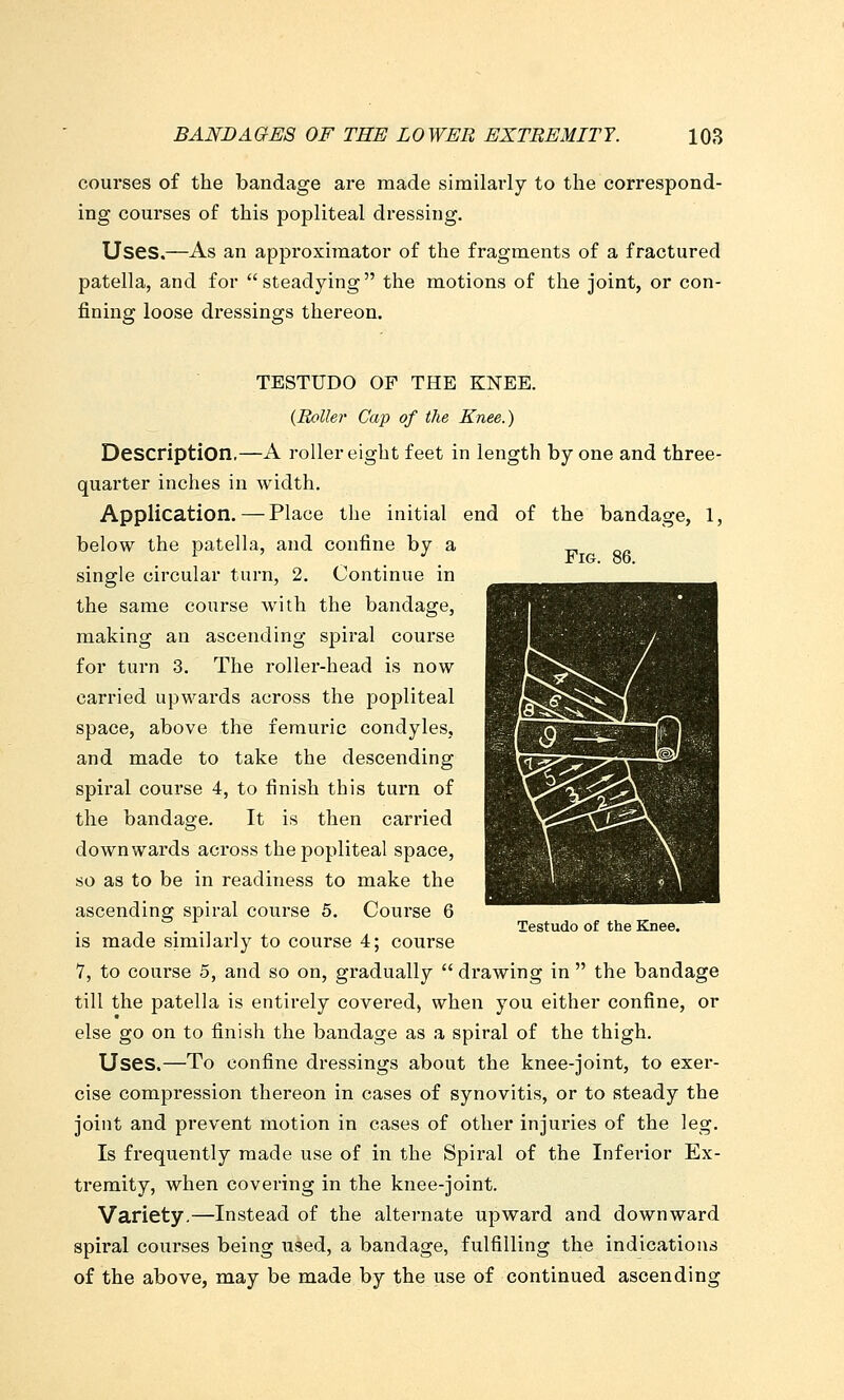 courses of the bandage aie made similarly to the correspond- ing courses of this popliteal dressing. Uses.—As an approximator of the fragments of a fractured patella, and for steadying the motions of the joint, or con- fining loose dressings thereon. Fig. 86. TESTUDO OF THE KNEE. {Roller Cap of the Knee.) Description,—A roller eight feet in length by one and three- quarter inches in width. Application. — Place the initial end of the bandage, 1, below the patella, and confine by a single circular turn, 2. Continue in the same course with the bandage, making an ascending spiral course for turn 3. The roller-head is now carried upwards across the pojDliteal space, above the femuric condyles, and made to take the descending spiral course 4, to finish this turn of the bandage. It is then carried downwards across the popliteal space, so as to be in readiness to make the ascending spiral course 5. Course 6 is made similarly to course 4; course 7, to course 5, and so on, gradually  drawing in  the bandage till the patella is entirely covered) when you either confine, or else go on to finish the bandage as a spiral of the thigh. Uses.—To confine dressings about the knee-joint, to exer- cise compression thereon in cases of synovitis, or to steady the joint and prevent motion in cases of other injuries of the leg. Is frequently made use of in the Spiral of the Inferior Ex- tremity, when covering in the knee-joint. Variety.—Instead of the alternate upward and downward spiral courses being used, a bandage, fulfilling the indications of the above, may be made by the use of continued ascending Testudo of the Knee.
