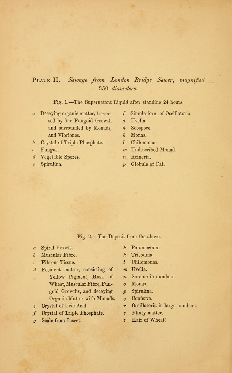 Plate II. Sewage from London Bridge Seiver, magnified 350 diameters. Fig. 1.—The Supernatant Liquid after standing 24 hours. * Decaying organic matter, traver- sed by fine Fungoid Growth and surrounded by Monads, and Vibriones. b Crystal of Triple Phosphate. c Fungus. d Vegetable Spores. e Spirulina. / Simple form of Oscillatoria. g Uvella. h Zoospore. k Monas. I Chilomonas. m Undescribed Monad. n Acineria. p Globule of Fat. Fig. 2.—The Deposit from the above. a Spiral Yessels. h Paramecium. b Muscular Fibre. k Tricodina. c Fibrous Tissue. I Chilomonas. d Feculent matter, consisting of m Uvella. Yellow Pigment, Husk of n Sarcina in numbers. Wheat, Muscular Fibre, Fun- 0 Monas. goid Growths, and decaying P Spirulina. Organic Matter with Monads. 9 Conferva. e Crystal of Uric Acid. r Oscillatoria in large numbers f Crystal of Triple Phosphate. s Flinty matter. 9