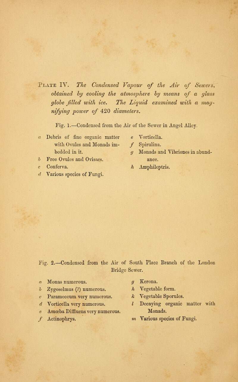 obtained by cooling the atmosphere by means of a glass globe filed with ice. The Liquid examined with a mag- nifying power of 420 diameters. Fig. 1.—Condensed from the Air of the Sewer in Angel Alley. a Debris of fine organic matter with Ovules and Monads im- bedded in it. b Free Ovules and Ovisacs. c Conferva. d Various species of Fungi. e Yorticella. / Spirulina. g Monads and Vibriones in abund- ance. h Amphileptris. Fig. 2.—Condensed from the Air of South Place Branch of the London Bridge Sewer. a Monas numerous. b Zygoselmus (?) numerous. c Parameceum very numerous. d Vorticella very numerous. e Amoeba Diffluens very numerous, / Actinophrys. g Kerona. h Vegetable form. k Vegetable Sporules. I Decaying organic matter with Monads. m Various species of Fungi.