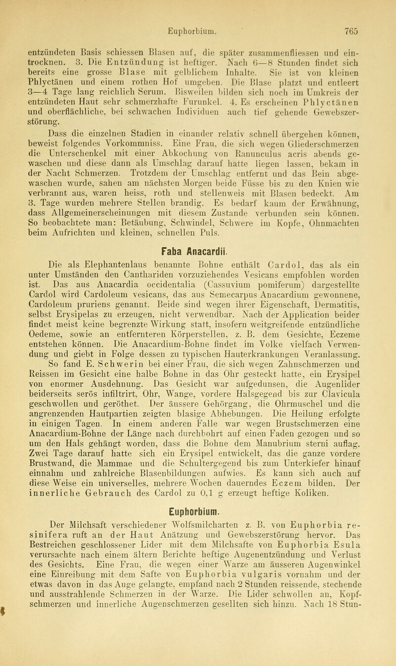 entzündeten Basis schiessen Blasen auf, die später zusammerifliessen und ein- trocknen. 3. Die Entzündung ist heftiger. Nach 6—8 Stunden findet sich bereits eine grosse Blase mit gelblichem Inhalte. Sie ist von kleinen Phlyctänen und einem rothen Hof umgeben. Die Blase platzt und entleert 3—4 Tage lang reichlich Serum. Bisweilen bilden sich noch im Umkreis der entzündeten Haut sehr schmerzhafte Furunkel. 4. Es erscheinen Phlyctänen und oberflächliche, bei schwachen Individuen auch tief gehende Gewebszer- störung. Dass die einzelnen Stadien in einander relativ schnell übergehen können, beweist folgendes Vorkommniss. Eine Frau, die sich wegen Gliederschmerzen die Unterschenkel mit einer Abkochung von Ranunculus acris abends ge- waschen und diese dann als Umschlag darauf hatte liegen lassen, bekam in der Nacht Schmerzen. Trotzdem der Umschlag entfernt und das Bein abge- waschen wurde, sahen am nächsten Morgen beide Füsse bis zu den Knien wie verbrannt aus, waren heiss, roth und stellenweis mit Blasen bedeckt. Am 3. Tage wurden mehrere Stellen brandig. Es bedarf kaum der Erwähnung, dass Allgemeinerscheinungen mit diesem Zustande verbunden sein können. So beobachtete man: Betäubung, Schwindel, Schwere im Kopfe, Ohnmächten beim Aufrichten und kleinen, schnellen Puls. Faba Anacardii. Die als Elephantenlaus benannte Bohne enthält Cardol, das als ein unter Umständen den Canthariden vorzuziehendes Vesicans empfohlen worden ist. Das aus Anacardia occidentalia (Cassuvium pomiferum) dargestellte Cardol wird Cardoleum vesicans, das aus Semecarpus Anacardium gewonnene, Cardoleum pruriens genannt. Beide sind wegen ihrer Eigenschaft, Dermatitis, selbst Erysipelas zu erzeugen, nicht verwendbar. Nach der Application beider findet meist keine begrenzte Wirkung statt, insofern weitgreifende entzündliche Oedeme, sowie an entfernteren Körperstellen, z. B. dem Gesichte, Eczeme entstehen können. Die Anacardium-Bohne findet im Volke vielfach Verwen- dung und giebt in Folge dessen zu typischen Hauterkrankungen Veranlassung. So fand E. Schwerin bei einer Frau, die sich wegen Zahnschmerzen und Reissen im Gesicht eine halbe Bohne in das Ohr gesteckt hatte, ein Erysipel von enormer Ausdehnung. Das Gesicht war aufgedunsen, die Augenlider beiderseits serös infiltrirt, Ohr, Wange, vordere Halsgegend bis zur Clavicula geschwollen und geröthet. Der äussere Gehörgang, die Ohrmuschel und die angrenzenden Hautpartien zeigten blasige Abhebungen. Die Heilung erfolgte in einigen Tagen. In einem anderen Falle war wegen Brustschmerzen eine Anacardium-Bohne der Länge nach durchbohrt auf einen Faden gezogen und so um den Hals gehängt worden, dass die Bohne dem Manubrium sterni auflag. Zwei Tage darauf hatte sich ein Erysipel entwickelt, das die ganze vordere Brustwand, die Mammae und die Schultergegend bis zum Unterkiefer hinauf einnahm und zahlreiche Blasenbildungen aufwies. Es kann sich auch auf diese Weise ein universelles, mehrere Wochen dauerndes Eczem bilden. Der innerliche Gebrauch des Cardol zu 0,1 g erzeugt heftige Koliken. Euphorbium. Der Milchsaft verschiedener Wolfsmilcharten z. B. von Euphorbia re- sinifera ruft an der Haut Anätzung und Gewebszerstörung hervor. Das Bestreichen geschlossener Lider mit dem Milchsafte von Euphorbia Esula verursachte nach einem altern Berichte heftige Augenentzündung und Verlust des Gesichts. Eine Frau, die wegen einer Warze am äusseren Augenwinkel eine Einreibung mit dem Safte von Euphorbia vulgaris vornahm und der etwas davon in das Auge gelangte, empfand nach 2 Stunden reissende, stechende und ausstrahlende Schmerzen in der Warze. Die Lider schwollen an, Kopf- schmerzen und innerliche Augenschmerzen gesellten sich hinzu. Nach 18 Stun-