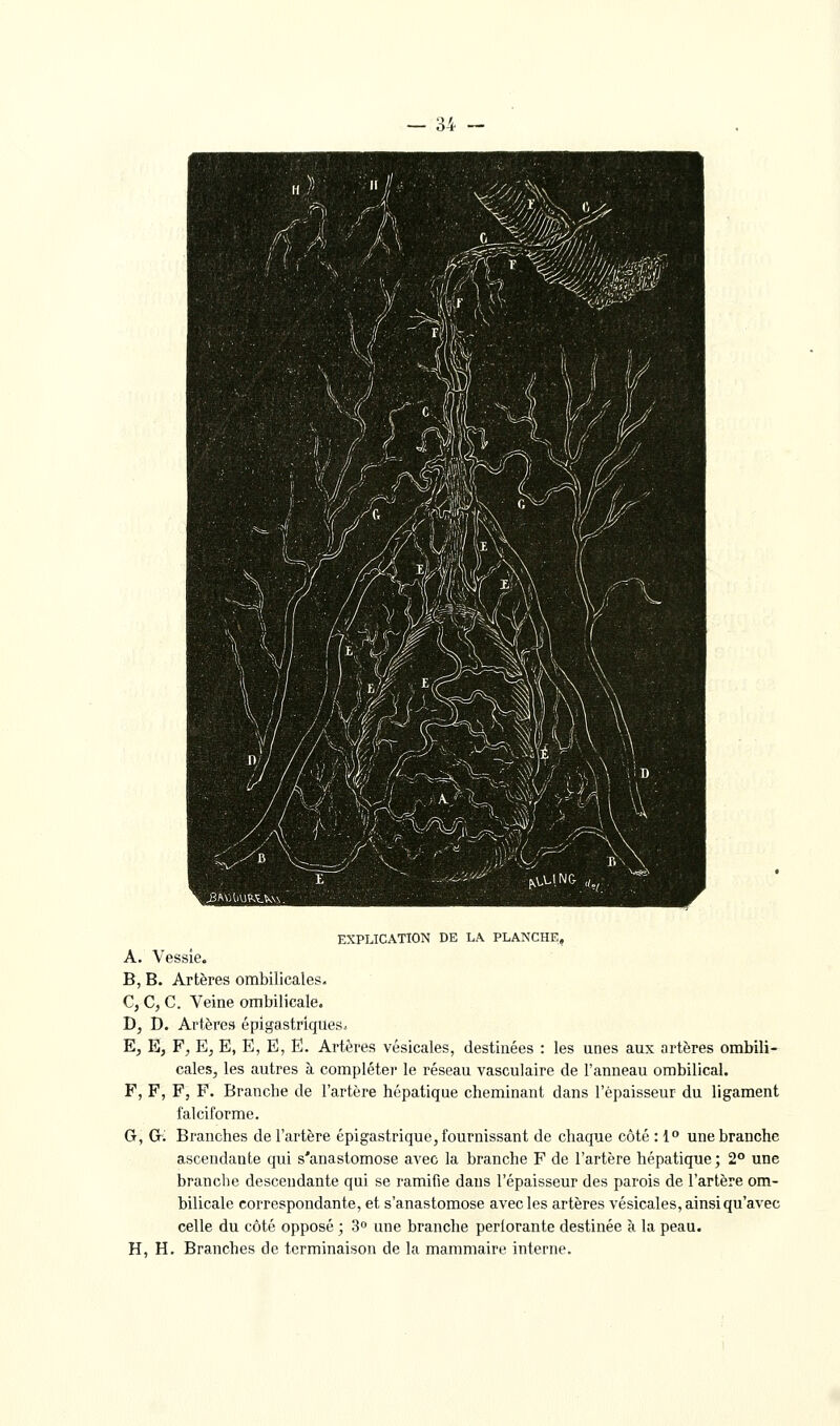 EXPLICATION DE LA PLANCHE, A, Vessie. B, B. Artères ombilicales, C, C, C. Veine ombilicale. D, D. Artères épigastriques. E, E, F, E, E, E, E, E. Artères vésicales, destinées : les unes aux artères ombili- cales, les autres à compléter le réseau vasculaire de l'anneau ombilical. F, F, F, F. Branche de l'artère hépatique cheminant dans l'épaisseur du ligament falciforme. G, G~i Branches de l'artère épigastrique, fournissant de chaque côté : 1 une branche ascendante qvii s'anastomose avec la branche F de l'artère hépatique ; 2° une branche descendante qui se ramifie dans l'épaisseur des parois de l'artère om- bilicale correspondante, et s'anastomose avec les artères vésicales, ainsi qu'avec celle du côté opposé ; 3° une branche perlorante destinée à la peau. H, H. Branches de terminaison de la mammaire interne.