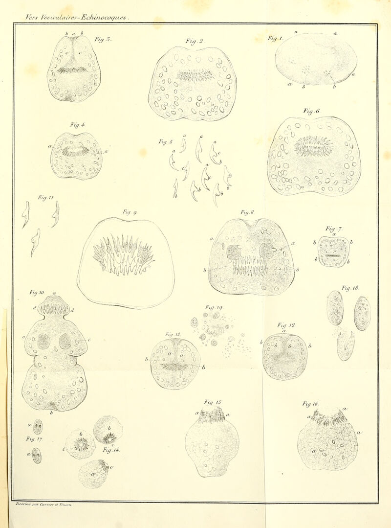 Tirs fësiculaires - EcJluuycoqiu's . b a 6 Fig.4 m V',iOO 0>°n°oW Fia.1t. Fy.2. 0 0 \J a J fj (. , yvy _9 %■*■ /., y f i III HÉ Fiff. Fig.6 O r j I S- m tb$9 ' ^. Q° o '°,-P / \ O ,~. pv .. 9 •'-■ J J. / Ky-7- Fig 10 Fy.tâ Ftff.K). F&.T3 T ° m » L o c Fi$ 17. Fiff.i4. lia là. Fio.tS. -Oat™»^ Carier h. ;;„,„„