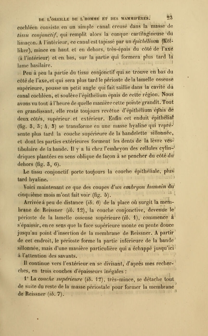 cochléen consiste en un simple canal creusé dans la masse de tissu conjonctif, qui remplit alors la conque cartilagineuse du limaçon. A l'intérieur, ce canal est tapissé par un épithélium (Kôl- liker), mince en haut et en dehors, très-épais du côté de l'axé (à l'intérieur) et en bas, sur la partie qui formera plus lard la lame basilaire. Peu à peu la partie du tissu conjonctif qui se trouve en bas du côté de l'axe, et qui sera plus tard le périoste de la lamelle osseuse supérieure, pousse un petit angle qui fait saillie dans la cavité du canal cochléen, et soulève l'épithélium épais de cette région. Nous avons vu tout à l'heure de quelle manière cette pointe grandit. Tout en grandissant, elle reste toujours revêtue d'épithélium ép'ais de deux côtés, supérieur et extérieur. Enfin cet enduit épithéliar (fig. 3, 3; /i, 3) se transforme en une masse hyaline qui repré-' sente plus tard la couche supérieure de la bandelette sillonnée, et dont les parties extérieures forment les dents de la lèvre vës- tibulaire de la bande. Il y a la chez l'embryon des cellules cylin-4 driques plantées en sens oblique de façon à se pencher du côté duL dehors (fig. 3, 6). Le tissu conjonctif porte toujours la couche épithéliale, plus; tard hyaline. Voici maintenant ce que des coupes d'un embryon humain du' cinquième mois m'ont fait voir (fig. 5). Arrivée à peu de distance {ib. 6) de la place où surgit la mem- brane de Reissner {ib. 12), la couche conjonctive, devenue le1 périoste de la lamelle osseuse supérieure {ib. 1), commence à s'épaissir, en ce sens que la face supérieure monte en pente douce jusqu'au point d'insertion de la membrane de Reissner. A partir de cet endroit, le périoste forme la partie inférieure de la bande sillonnée, mais d'une manière particulière qui a échappé jusqu'ici à l'attention des savants. H continue vers l'extérieur en se divisant, d'après mes recher- ches, en trois couches d'épaisseurs inégales : 1° La couche supérieure {ib. 12), très-mince, se détache tout de suite du reste de la masse périostale pour former la membrane de Reissner {ib. 7).