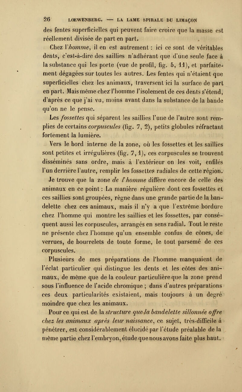 des fentes superficielles qui peuvent faire croire que la masse est réellement divisée de part en part. Chez Y homme, il en est autrement : ici ce sont de véritables dents, c'est-à-dire des saillies n'adhérant que d'une seule face à la substance qui les porte (vue de profil, fig. 5, 11), et parfaite^ ment dégagées sur toutes les autres. Les fentes qui n'étaient que superficielles chez les animaux, traversent ici la surface de part en part. Mais même chez l'homme l'isolement de ces dents s'étend, d'après ce que j'ai vu, moins avant dans la substance de la bande qu'on ne le pense. Les fossettes qui séparent les saillies l'une de l'autre sont rem- plies de certains corpuscules (fig. 7, 2), petits globules réfractant fortement la lumière. Vers le bord interne de la zone, où les fossettes et les saillies sont petites et irrégulières (fig. 7,1), ces corpuscules se trouvent disséminés sans ordre, mais à l'extérieur on les voit, enfilés l'un derrière l'autre, remplir les fossettes radiales de cette région. Je trouve que la zone de l'homme diffère encore de celle des animaux en ce point : La manière régulière dont ces fossettes et ces saillies sont groupées, règne dans une grande partie de la ban- delette chez ces animaux, mais il n'y a que l'extrême bordure chez l'homme qui montre les saillies et les fossettes, par consé- quent aussi les corpuscules, arrangés en sens radial. Tout le reste ne présente chez l'homme qu'un ensemble confus de cônes, de verrues, de bourrelets de toute forme, le tout parsemé de ces corpuscules. Plusieurs de mes préparations de l'homme manquaient de l'éclat particulier qui distingue les dents et les côtes des ani- maux, de même que de la couleur particulière que la zone prend sous l'influence de l'acide chromique ; dans d'autres préparations ces deux particularités existaient, mais toujours à un degré moindre que chez les animaux. Pour ce qui est de la structure que la bandelette sillonnée offre chez les animaux après leur naissance^ ce sujet, très-difficile à pénétrer, est considérablement élucidé par l'étude préalable de la même partie chez l'embryon, étude que nous avons faite plus haut.