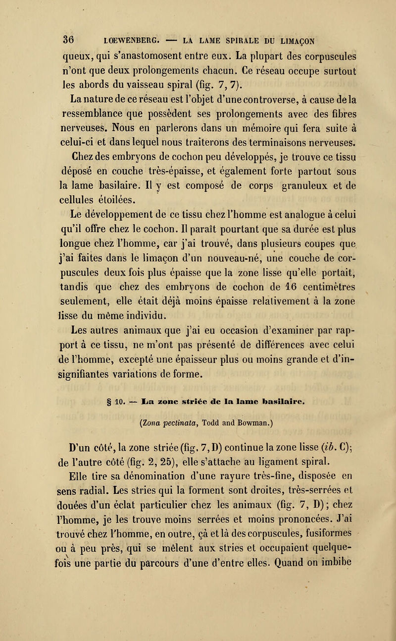 queux, qui s'anastomosent entre eux. La plupart des corpuscules n'ont que deux prolongements chacun. Ce réseau occupe surtout les abords du vaisseau spiral (fîg. 7, 7). La nature de ce réseau est l'objet d'une controverse, à cause delà ressemblance que possèdent ses prolongements avec des fibres nerveuses. Nous en parlerons dans un mémoire qui fera suite à celui-ci et dans lequel nous traiterons des terminaisons nerveuses. Chez des embryons de cochon peu développés, je trouve ce tissu déposé en couche très-épaisse, et également forte partout sous la lame basilaire. Il y est composé de corps granuleux et de cellules étoilées. Le développement de ce tissu chez l'homme est analogue à celui qu'il offre chez le cochon. Il paraît pourtant que sa durée est plus longue chez l'homme, car j'ai trouvé, dans plusieurs coupes que j'ai faites dans le limaçon d'un nouveau-né, une couche de cor- puscules deux fois plus épaisse que la zone lisse qu'elle portait, tandis que chez des embryons de cochon de 16 centimètres seulement, elle était déjà moins épaisse relativement à la zone lisse du même individu. Les autres animaux que j'ai eu occasion d'examiner par rap- port à ce tissu, ne m'ont pas présenté de différences avec celui de l'homme, excepté une épaisseur plus ou moins grande et d'in- signifiantes variations de forme. § 10. — lia zone striée de la lame basilaire. (Zona pectinata, Todd and Bowman.) D'un côté, la zone striée (fig. 7, D) continue la zone lisse (ib. C); de l'autre côté (fig. 2, 25), elle s'attache au ligament spiral. Elle tire sa dénomination d'une rayure très-fine, disposée en sens radial. Les stries qui la forment sont droites, très-serrées et douées d'un éclat particulier chez les animaux (fig. 7, D) ; chez l'homme, je les trouve moins serrées et moins prononcées. J'ai trouvé chez l'homme, en outre, çà et là des corpuscules, fusiformes ou à peu près, qui se mêlent aux stries et occupaient quelque- fois une partie du parcours d'une d'entre elles. Quand on imbibe