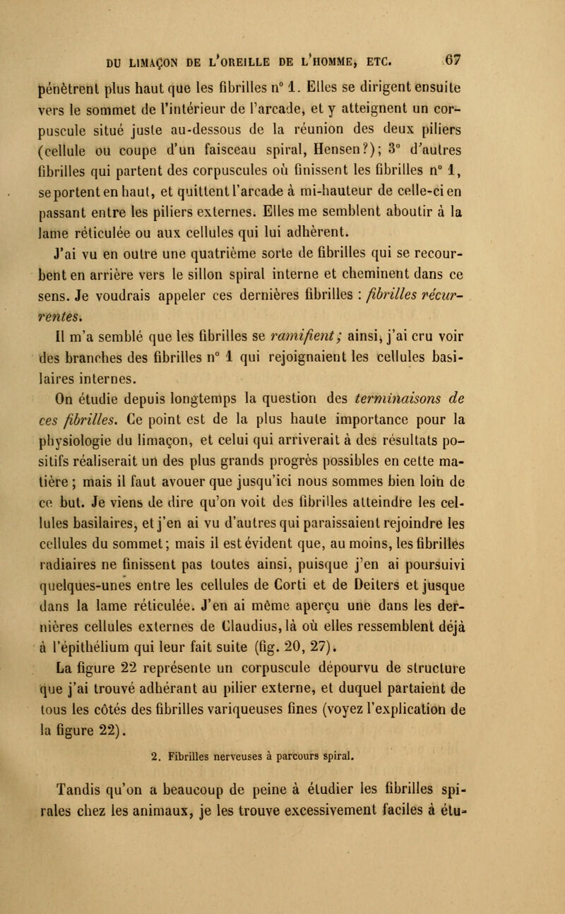 pénètrent plus haut que les fibrilles n° 1. Elles se dirigent ensuite vers le sommet de l'intérieur de l'arcade, et y atteignent un cor- puscule situé juste au-dessous de la réunion des deux piliers (cellule ou coupe d'un faisceau spiral, Hensen?); 3° d'autres fibrilles qui partent des corpuscules où finissent les fibrilles n° 1, se portent en haut, et quittent l'arcade à mi-hauteur de celle-ci en passant entre les piliers externes. Elles me semblent aboutir à la lame réticulée ou aux cellules qui lui adhèrent. J'ai vu en outre une quatrième sorte de fibrilles qui se recour- bent en arrière vers le sillon spiral interne et cheminent dans ce sens. Je voudrais appeler ces dernières fibrilles : fibrilles récur- rentes. Il m'a semblé que les fibrilles se ramifient; ainsi, j'ai cru voir des branches des fibrilles n° 1 qui rejoignaient les cellules basi- laires internes. On étudie depuis longtemps la question des terminaisons de ces fibrilles. Ce point est de la plus haute importance pour la physiologie du limaçon, et celui qui arriverait à des résultats po- sitifs réaliserait un des plus grands progrès possibles en cette ma- tière ; mais il faut avouer que jusqu'ici nous sommes bien loin de ce but. Je viens de dire qu'on voit des fibrilles atteindre les cel- lules basilaires, et j'en ai vu d'autres qui paraissaient rejoindre les cellules du sommet; mais il est évident que, au moins, les fibrilles radiaires ne finissent pas toutes ainsi, puisque j'en ai poursuivi quelques-unes entre les cellules de Corti et de Deilers et jusque dans la lame réticulée. J'en ai même aperçu une dans les der- nières cellules externes de Claudius, là où elles ressemblent déjà à l'épithélium qui leur fait suite (fig. 20, 27). La figure 22 représente un corpuscule dépourvu de structure que j'ai trouvé adhérant au pilier externe, et duquel partaient de tous les côtés des fibrilles variqueuses fines (voyez l'explication de la figure 22). 2. Fibrilles nerveuses à parcours spiral. Tandis qu'on a beaucoup de peine à étudier les fibrilles spi- rales chez les animaux, je les trouve excessivement faciles à élu-