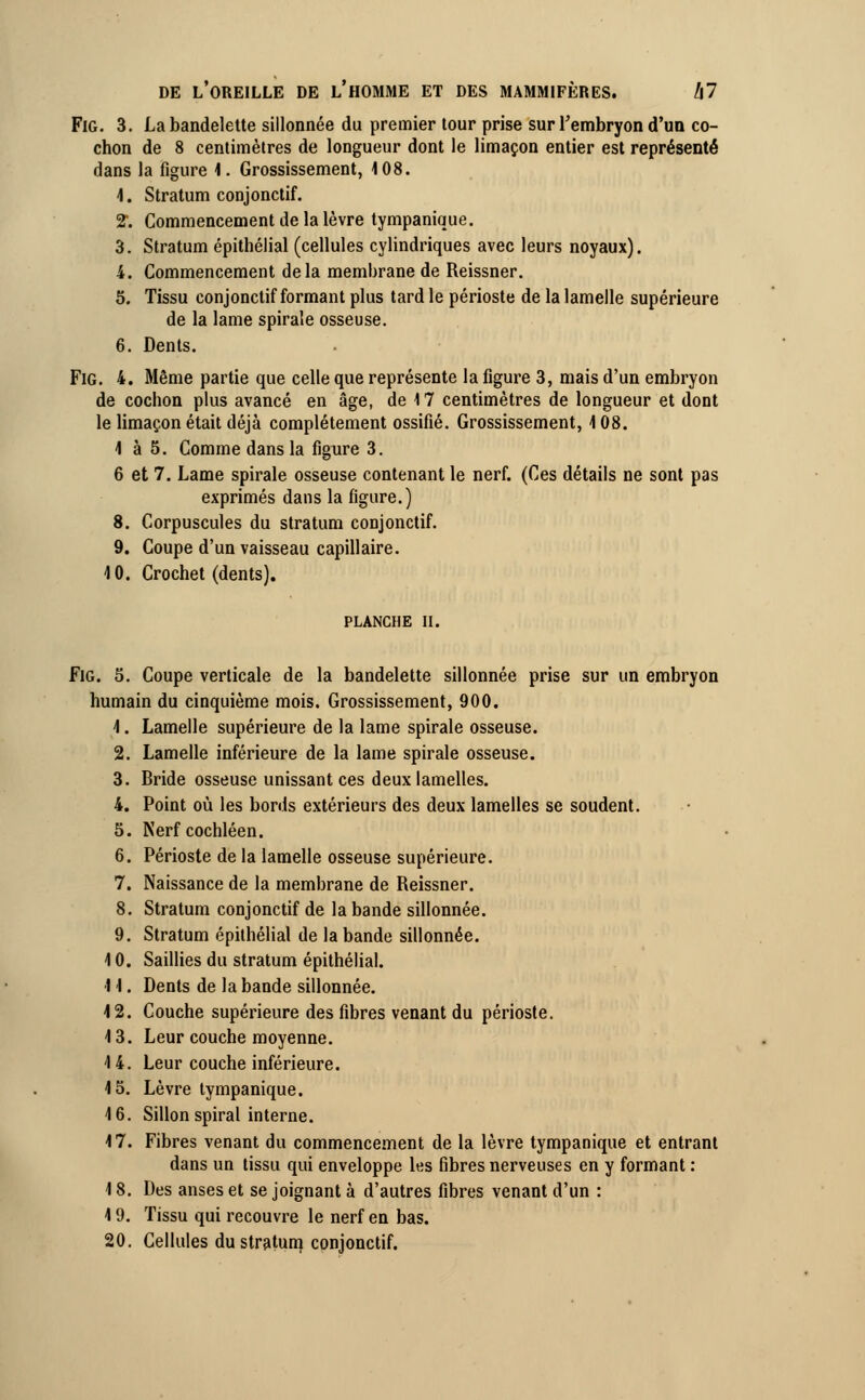 FlG. 3. La bandelette sillonnée du premier tour prise sur l'embryon d'un co- chon de 8 centimètres de longueur dont le limaçon entier est représenté dans la figure 1. Grossissement, 108. 4. Stratum conjonctif. 2\ Commencement de la lèvre tympanique. 3. Stratum épithélial (cellules cylindriques avec leurs noyaux). 4. Commencement delà membrane de Reissner. 5. Tissu conjonctif formant plus tard le périoste de la lamelle supérieure de la lame spirale osseuse. 6. Dents. FlG. 4. Même partie que celle que représente la figure 3, mais d'un embryon de cochon plus avancé en âge, de 17 centimètres de longueur et dont le limaçon était déjà complètement ossifié. Grossissement, 108. 4 à 5. Comme dans la figure 3. 6 et 7. Lame spirale osseuse contenant le nerf. (Ces détails ne sont pas exprimés dans la figure.) 8. Corpuscules du stratum conjonctif. 9. Coupe d'un vaisseau capillaire. 4 0. Crochet (dents). FlG. 5. Coupe verticale de la bandelette sillonnée prise sur un embryon humain du cinquième mois. Grossissement, 900. 4. Lamelle supérieure de la lame spirale osseuse. 2. Lamelle inférieure de la lame spirale osseuse. 3. Bride osseuse unissant ces deux lamelles. 4. Point où les bords extérieurs des deux lamelles se soudent. 5. Nerf cochléen. 6. Périoste de la lamelle osseuse supérieure. 7. Naissance de la membrane de Reissner. 8. Stratum conjonctif de la bande sillonnée. 9. Stratum épithélial de la bande sillonnée. 10. Saillies du stratum épithélial. 14. Dents de la bande sillonnée. 4 2. Couche supérieure des fibres venant du périoste. 13. Leur couche moyenne. 14. Leur couche inférieure. 13. Lèvre tympanique. 4 6. Sillon spiral interne. 4 7. Fibres venant du commencement de la lèvre tympanique et entrant dans un tissu qui enveloppe les fibres nerveuses en y formant : \ 8. Des anses et se joignant à d'autres fibres venant d'un : 19. Tissu qui recouvre le nerf en bas. 20. Cellules du stratum conjonctif.