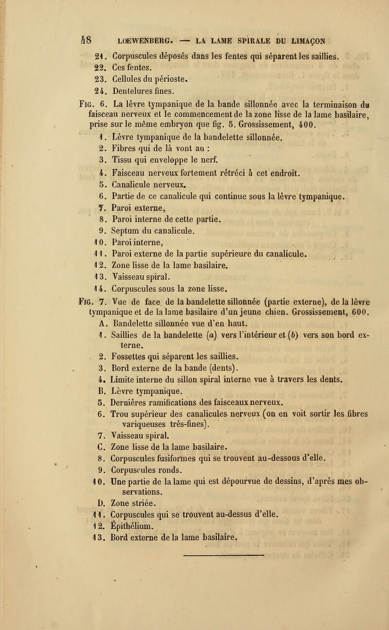 21. Corpuscules déposés dans les fentes qui séparent les saillies. 22. Ces fentes. 23. Cellules du périoste. 24. Dentelures fines. Fig. 6. La lèvre tympanique de la bande sillonnée avec la terminaison du faisceau nerveux et le commencement de la zone lisse de la lame basilaire, prise sur le même embryon que fig. 5. Grossissement, 400. 1. Lèvre tympanique de la bandelette sillonnée. 2. Fibres qui de là vont au : 3. Tissu qui enveloppe le nerf. 4. Faisceau nerveux fortement rétréci à cet endroit. 5. Canalicule nerveux. 6. Partie de ce canalicule qui continue sous la lèvre tympanique. T. Paroi externe, 8. Paroi interne de cette partie. 9. Septum du canalicule. 4 0. Paroi interne, 41. Paroi externe de la partie supérieure du canalicule. 4 2. Zone lisse de la lame basilaire. 4 3. Vaisseau spiral. 4 4. Corpuscules sous la zone lisse. Fig. 7. Vue de face de la bandelette sillonnée (partie externe), de la lèvre tympanique et de la lame basilaire d'un jeune chien. Grossissement, 600. A. Bandelette sillonnée vue d'en haut. 4. Saillies de la bandelette (a) vers l'intérieur et (6) vers son bord ex- terne. 2. Fossettes qui séparent les saillies. 3. Bord externe de la bande (dents). 4. Limite interne du sillon spiral interne vue à travers les dents. B. Lèvre tympanique. 5. Dernières ramifications des faisceaux nerveux. 6. Trou supérieur des canalicules nerveux (on en voit sortir les fibres variqueuses très-fines). 7. Vaisseau spiral. C. Zone lisse de la lame basilaire. 8. Corpuscules fusiformes qui se trouvent au-dessous d'elle. 9. Corpuscules ronds. 4 0. Une partie de la lame qui est dépourvue de dessins, d'après mes ob- servations. D. Zone striée. 4 4. Corpuscules qui se trouvent au-dessus d'elle. 12. Épithélium. 4 3. Bord externe de la lame basilaire.