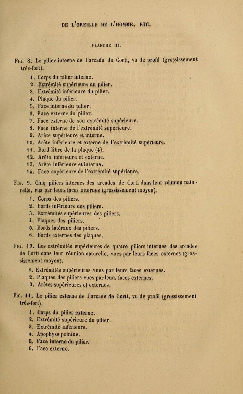 DE L'OREILLE DE L'HOMME, ETC. PLANCHE III. Fie 8. Le pilier interne de l'arcade de Gorti, vu de profil (grossissement très-fort). 1. Corps da pilier interne. 2. Extrémité supérieure du pilier. 3. Extrémité inférieure du pilier. 4. Plaque du pilier. 5. Face interne du pilier. 6. Face externe du pilier. 7. Face externe de son extrémité supérieure. 8. Face interne de l'extrémité supérieure. 9. Arête supérieure et interne. 10. Arête inférieure et externe de l'extrémité supérieure. 41. Bord libre de la plaque (4). 4 2. Arête inférieure et externe. 4 3. Arête inférieure et interne. 4 4. Face supérieure de l'extrémité supérieure. Fig. 9. Cinq piliers internes des arcades de Corti dans leur réunion natu ■ relie, vus par leurs faces internes (grpssissement moyen). 4. Corps des piliers. 2. Bords inférieurs des piliers. 3. Extrémités supérieures des piliers. 4. Plaques des piliers. 5. Bords latéraux des piliers. 6. Bords externes des plaques. Fig. 4 0. Les extrémités supérieures de quatre piliers internes des arcades de Corti dans leur réunion naturelle, vues par leurs faces externes (gros- sissement moyen). 4. Extrémités supérieures vues par leurs faces externes. 2. Plaques des piliers vues parleurs faces externes. 3. Arêtes supérieures et externes. Fig. 4 4. Le pilier externe de l'arcade de Corti, vu de profil (grossissement très-fort). 4. Corps du pilier externe. 2. Extrémité supérieure du pilier. 3. Extrémité inférieure. 4. Apophyse pointue. 6. Face interne du pilier. 6. Face externe.