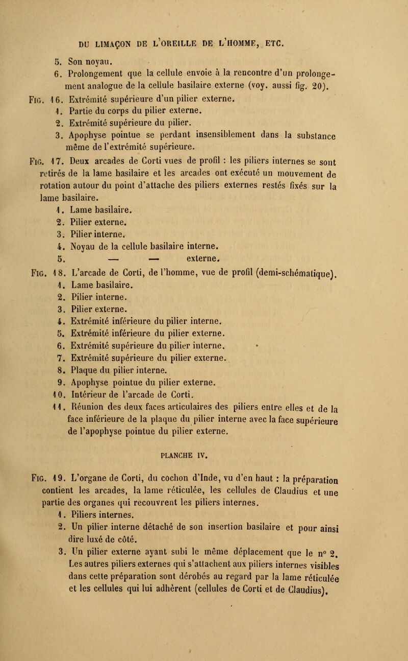 5. Son noyau. 6. Prolongement que la cellule envoie à la rencontre d'un prolonge- ment analogue de la cellule basilaire externe (voy. aussi fig. 20). Fig. 16. Extrémité supérieure d'un pilier externe. 1. Partie du corps du pilier externe. 2. Extrémité supérieure du pilier. 3. Apophyse pointue se perdant insensiblement dans la substance même de l'extrémité supérieure. Fig. 17. Deux arcades de Corti vues de profil : les piliers internes se sont retirés de la lame basilaire et les arcades ont exécuté un mouvement de rotation autour du point d'attache des piliers externes restés fixés sur la lame basilaire. \. Lame basilaire. 2. Pilier externe. 3. Pilier interne. 4. Noyau de la cellule basilaire interne. 5. — — externe. Fig. 18. L'arcade de Corti, de l'homme, vue de profil (demi-schématique). 1. Lame basilaire. 2. Pilier interne. 3. Pilier externe. 4. Extrémité inférieure du pilier interne. 5. Extrémité inférieure du pilier externe. 6. Extrémité supérieure du pilier interne. 7. Extrémité supérieure du pilier externe. 8. Plaque du pilier interne. 9. Apophyse pointue du pilier externe. 10. Intérieur de l'arcade de Corti. 11. Réunion des deux faces articulaires des piliers entre elles et de la face inférieure de la plaque du pilier interne avec la face supérieure de l'apophyse pointue du pilier externe. PLANCHE IV. Fig. 19. L'organe de Corti, du cochon d'Inde, vu d'en haut : la préparation contient les arcades, la lame réticulée, les cellules de Claudius et une partie des organes qui recouvrent les piliers internes. 1. Piliers internes. Un pilier interne détaché de son insertion basilaire et pour ainsi dire luxé de côté. Un pilier externe ayant subi le même déplacement que le n° 2. Les autres piliers externes qui s'attachent aux piliers internes visibles dans cette préparation sont dérobés au regard par la lame réticulée et les cellules qui lui adhèrent (cellules de Corti et de Claudius), 9