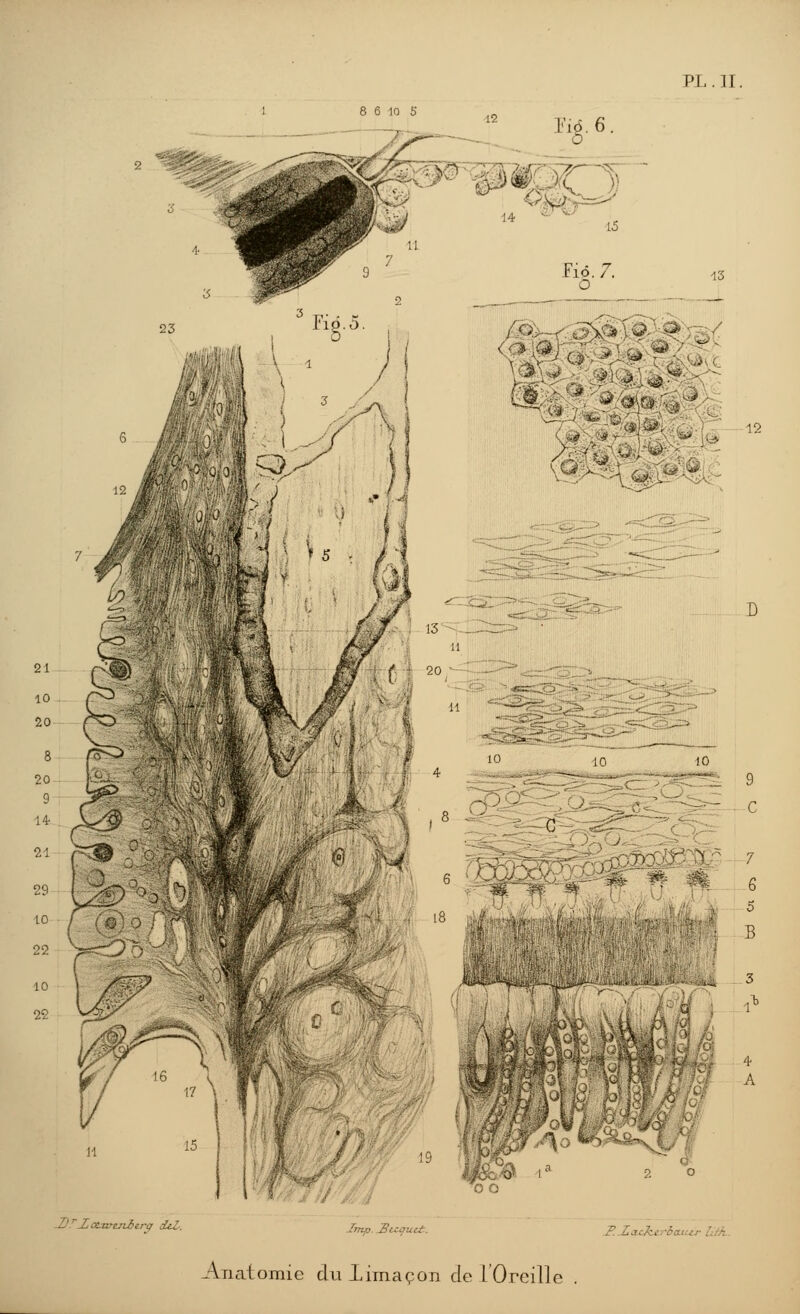 8 6 10 5 7 Fig.6 ■ > &ML Fié. 7. o ; \ • y 3> 3 . - J 5 7 i 6 1 Masw&yii Imp.Ztuptct. Anatomie du limaçon de l'Oreille .