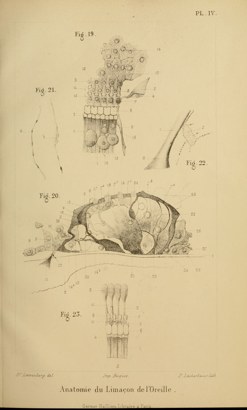 Fis • 19 Ed. 21. 0 .. T» 18 T ïip. 20 ( -4 i i à Fié. 23. '7'! Tiô.22, Anatomie du Limaçon de l'Oreille ■ Dernier Oa __