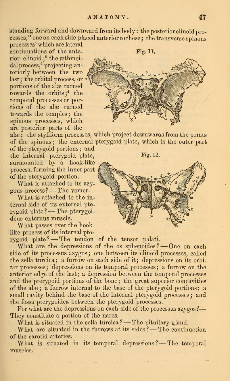 standing forward and downward from its body: the posterior clinoid pro- cesses, one on each side placed anterior to these; the transverse spinous processes^ which are lateral continuations of the ante- Fig. 11. rior clinoid f the ^ethmoi- dal process/ projecting an- teriorly between the two last; the orbital process, or ^^ portions of the alse turned towards the orbits;^ the temporal processes or por- tions of the alae turned towards the temples; the spinous processes, which are posterior parts of the alae; the styliform processes, which project downwara3 from the points of the spinous; the external pterygoid plate, which is the outer part of the pterygoid portions; and the internal pterygoid plate, Fig. 12. surmounted by a hook-like process, forming the inner part of the pterygoid portion. What is attached to its azy- gous process? — The vomer. What is attached to the in- ternal side of its external pte- rygoid plate? — The pterygoi- deus externus muscle. What passes over the hook- like process of its internal pte- rygoid plate? — The tendon of the tensor palati. What are the depressions of the os sphenoides? — One on each side of its processus azygos; one between its clinoid processes, called the sella turcica; a furrow on each side of it; depressions on its orbi- tar processes; depressions on its temporal processes; a furrow on the anterior edge of the last; a depression between the temporal processes and the pterygoid portions of the bone; the great superior concavities of the alas; a furrow internal to the base of the pterygoid portions; a small cavity behind the base of the internal pterygoid processes; and the fossa pterygoidea between the pterygoid processes. For what are the depressions on each side of the processus azygos ?— Q^hey constitute a portion of the nares. What is situated in the sella turcica ? — The pituitary gland. What are situated in the furrows at its sides? — The continuation of the carotid arteries. What is situated in its temporal depressions? — The temporal muscles.