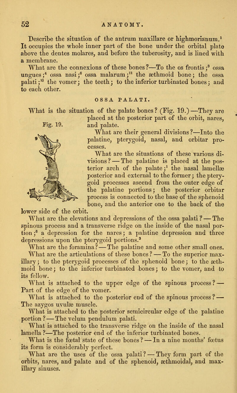 Describe tte situation of tlie antrum maxillare or Mghmorianum.' It occupies the whole inner part of the bone under the orbital plate above the dentes molares, and before the tuberosity, and is lined with a membrane. What are the connexions of these bones ?—To the os frontis f ossa ungues;^ ossa nasi;^ ossa malarum; the sethmoid bone; the ossa palati;'° the vomer; the teeth; to the inferior turbinated bones; and to each other. OSSA PALATI. What is the situation of the palate bones? (Fig. 19.)—They are placed at the posterior part of the orbit, nares, Fig. 19. and palate. What are their general divisions ?—Into the palatine, pterygoid, nasal, and orbitar pro- cesses. What are the situations of these various di- visions ? — The palatine is placed at the pos- terior arch of the palate;' the nasal lamellae posterior and external to the former; the ptery- goid processes ascend from the outer edge of the palatine portions; the posterior orbitar process is connected to the base of the sphenoid bone, and the anterior one to the back of the lower side of the orbit. What are the elevations and depressions of the ossa palati ? — The spinous process and a transverse ridge on the inside of the nasal por- tion;° a depression for the nares; a palatine depression and three depressions upon the pterygoid portions.^ What are the foramina? — The palatine and some other small ones. What are the articulations of these bones ? — To the superior max- illary ; to the pterygoid processes of the sphenoid bone; to the seth- moid bone; to the inferior turbinated bones; to the vomer, and to its fellow. What is attached to the upper edge of the spinous process? — Part of the edge of the vomer. What is attached to the posterior end of the spinous process ? — The azygos uvulse muscle. What is attached to the posterior semicircular edge of the palatine portion ? — The velum pendulum palati. What is attached to the transverse ridge on the inside of the nasal lamella ?—The posterior end of the inferior turbinated bones. What is the foetal state of these bones ? — In a nine months' foetus its form is considerably perfect. What are the uses of the ossa palati ? — They form part of the orbits, nares, and palate and of the sphenoid, sethmoidal, and max- illary sinuses.